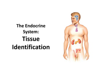 The Endocrine
System:
Tissue
Identification
 
