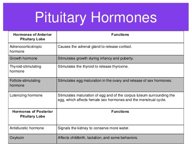 Hormones Of The Endocrine System And Their Functions Chart
