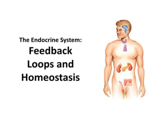 The Endocrine System:
Feedback
Loops and
Homeostasis
 
