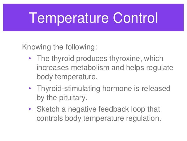 negative feedback loops endocrine system Pictures help explain feedback between thyroid, pituitary, the endocrine system adrenal glands how your thyroid works. negative feedback loops endocrine system Pictures help explain feedback between thyroid, pituitary, the endocrine system adrenal glands how your thyroid works.
