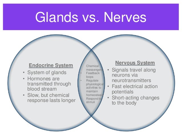 endocrine system endocrine v nervous system neurotransmitter venn diagram