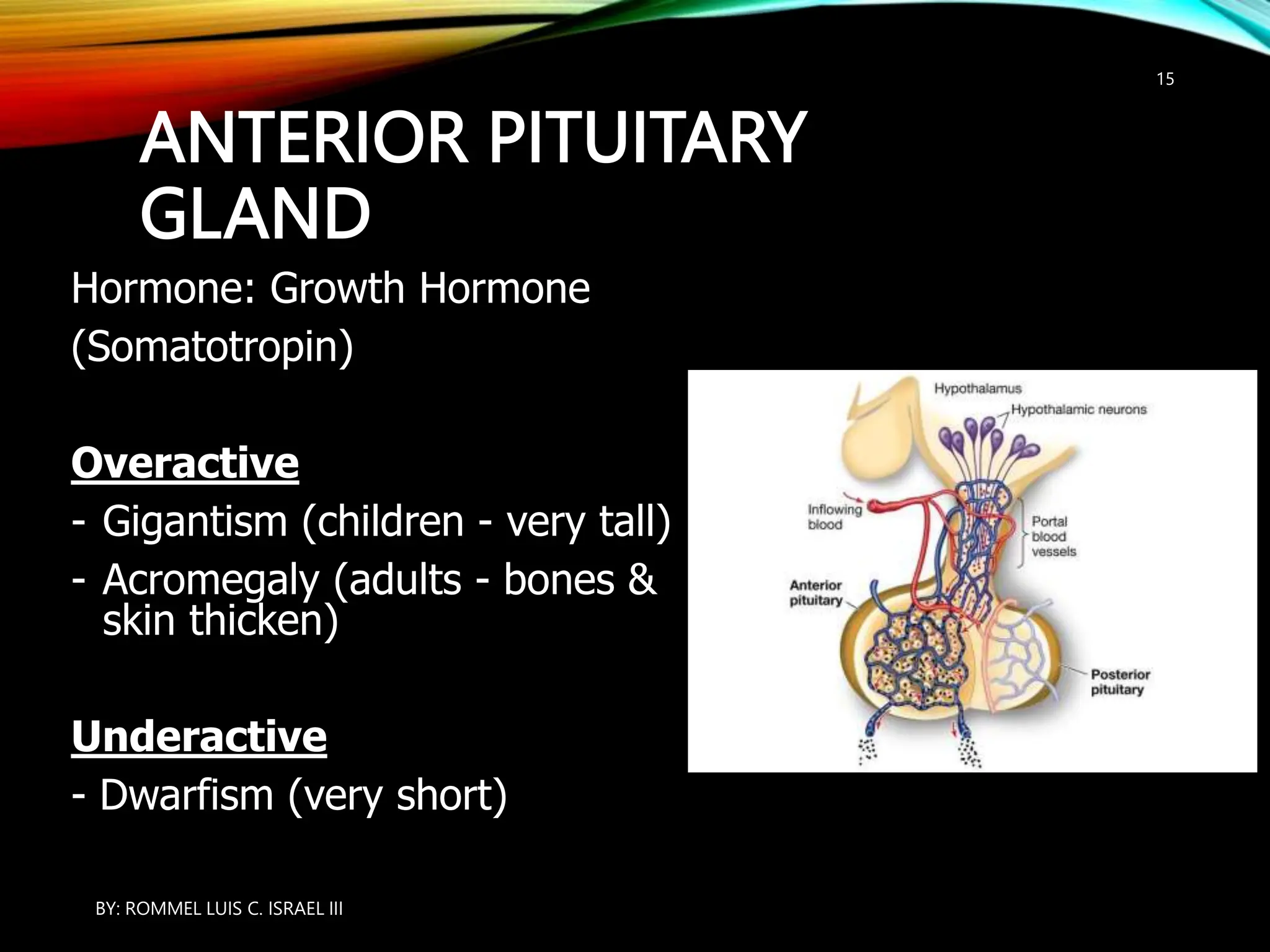 ANTERIOR PITUITARY
GLAND
Hormone: Growth Hormone
(Somatotropin)
Overactive
- Gigantism (children - very tall)
- Acromegaly (adults - bones &
skin thicken)
Underactive
- Dwarfism (very short)
BY: ROMMEL LUIS C. ISRAEL III
15
 