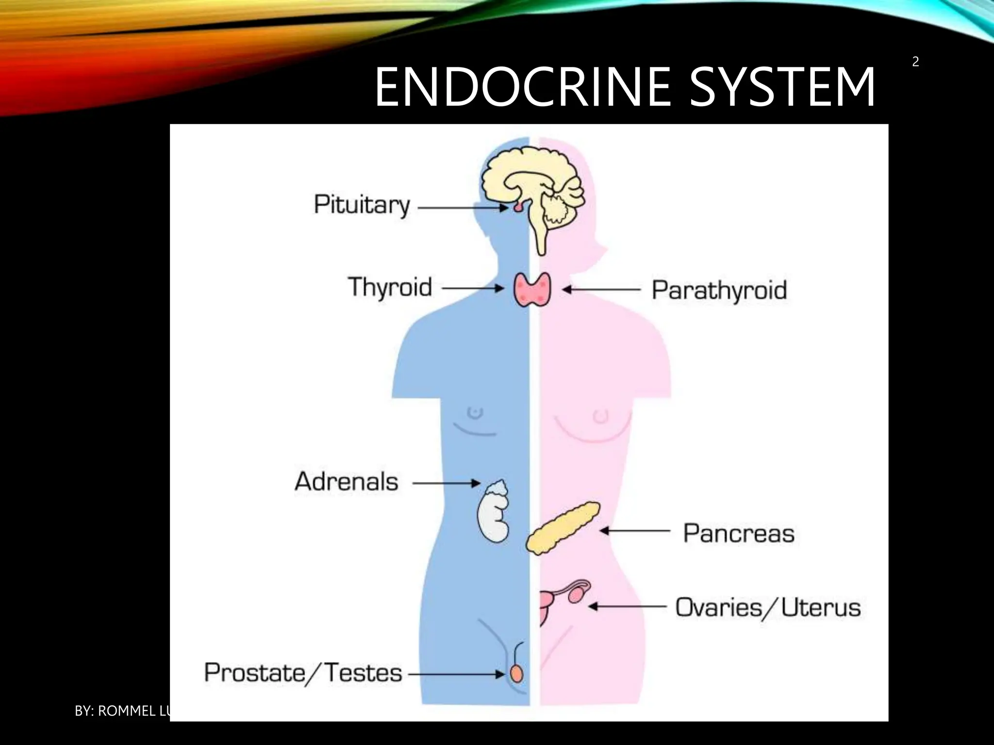 ENDOCRINE SYSTEM
BY: ROMMEL LUIS C. ISRAEL III
2
 