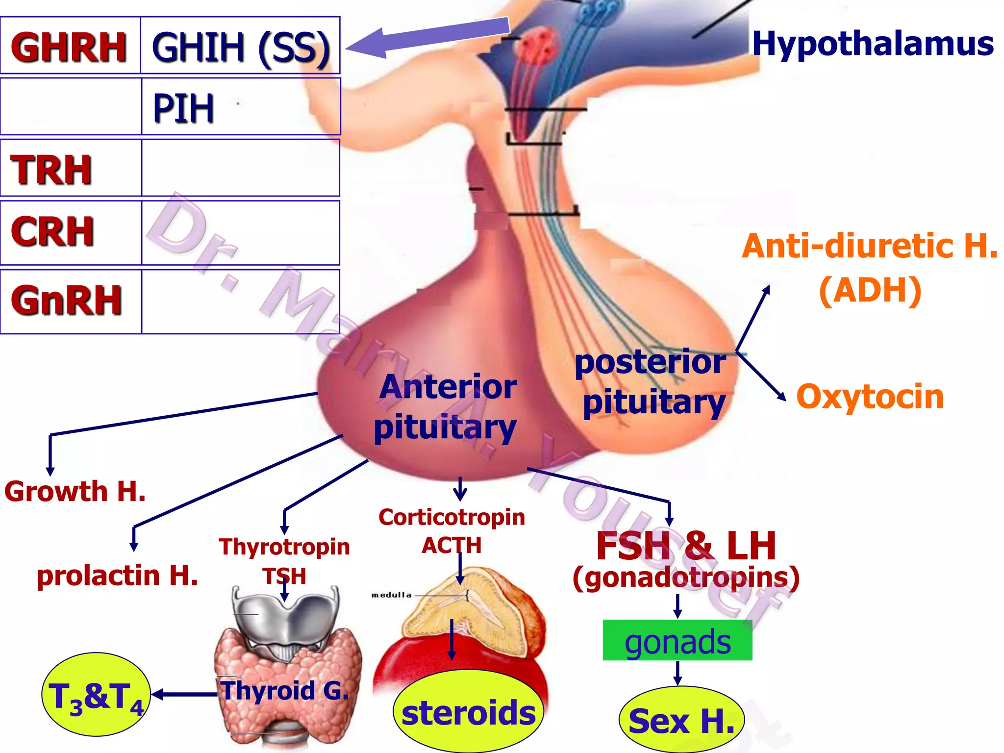 GHRH GHIH (SS)

Hypothalamus

PIH
TRH
CRH

Anti-diuretic H.
(ADH)

GnRH
Anterior
pituitary
Growth H.
prolactin H.

Thyrotropin
TSH

Corticotropin
ACTH

posterior
pituitary

FSH & LH

(gonadotropins)

gonads
T3&T4

Thyroid G.

Oxytocin

steroids

Sex H.

 