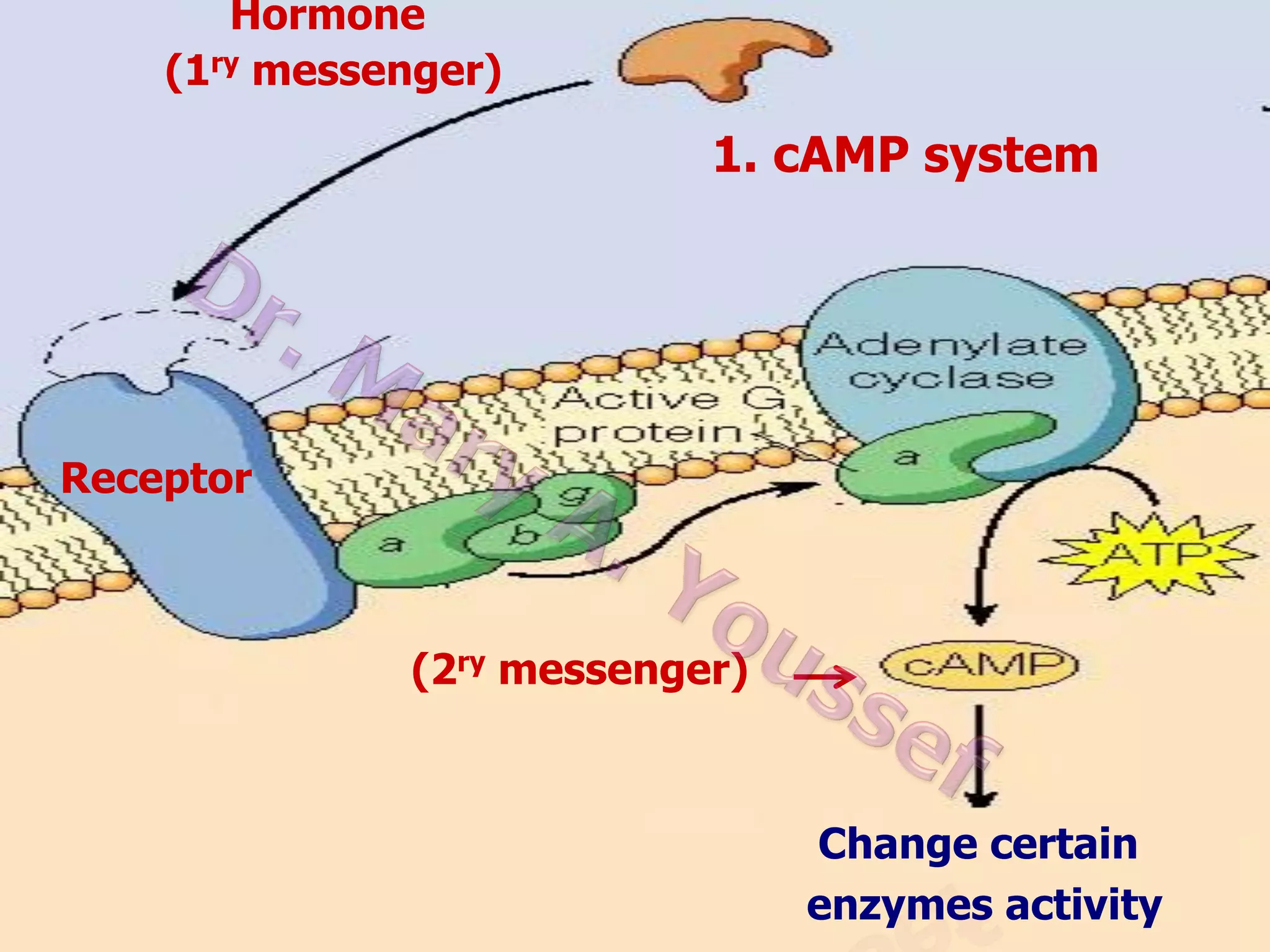 Hormone
(1ry messenger)

1. cAMP system

Receptor

(2ry messenger)

Change certain
enzymes activity

 