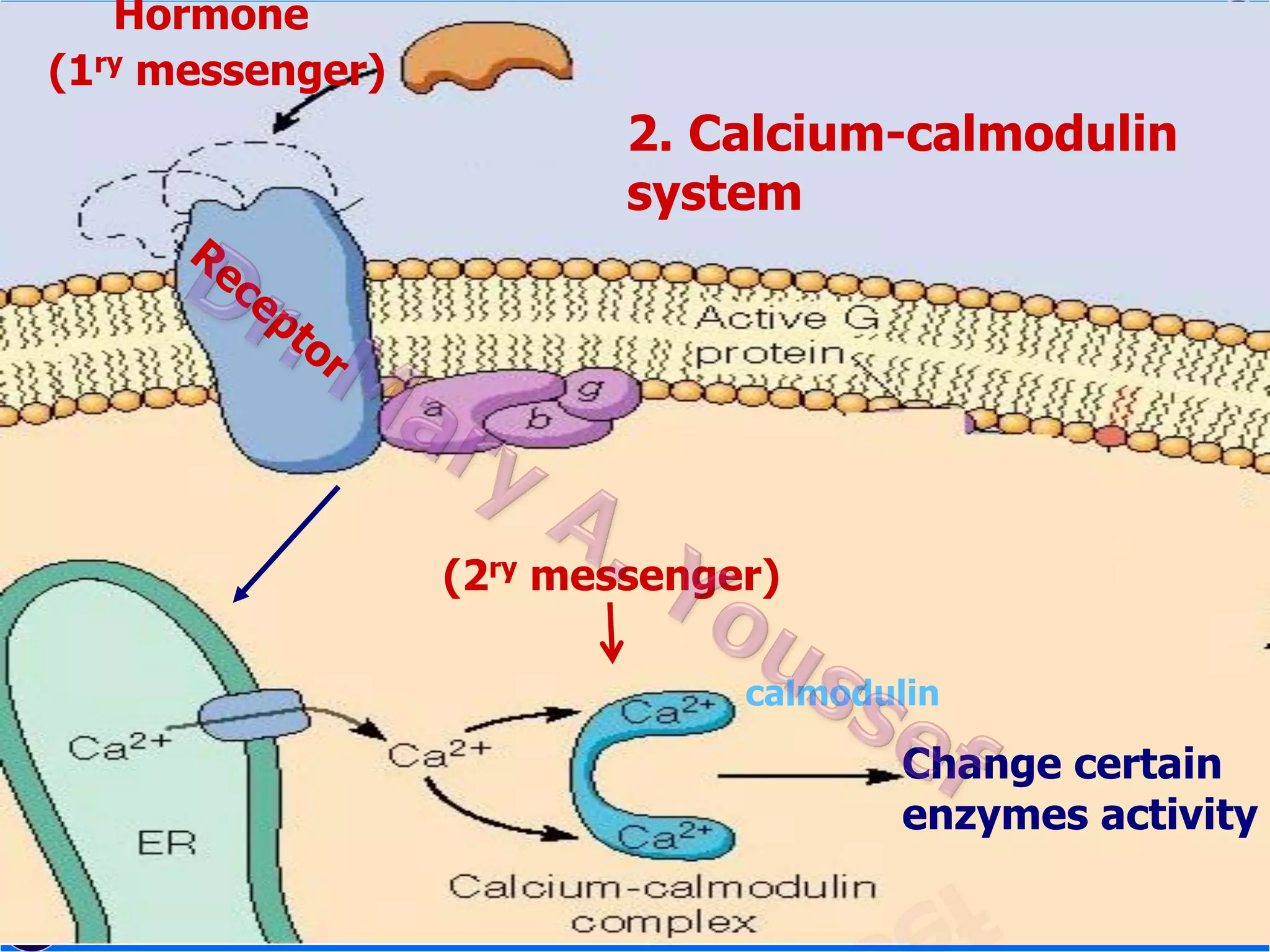 Hormone
(1ry messenger)

2. Calcium-calmodulin
system

(2ry messenger)
calmodulin

Change certain
enzymes activity

 