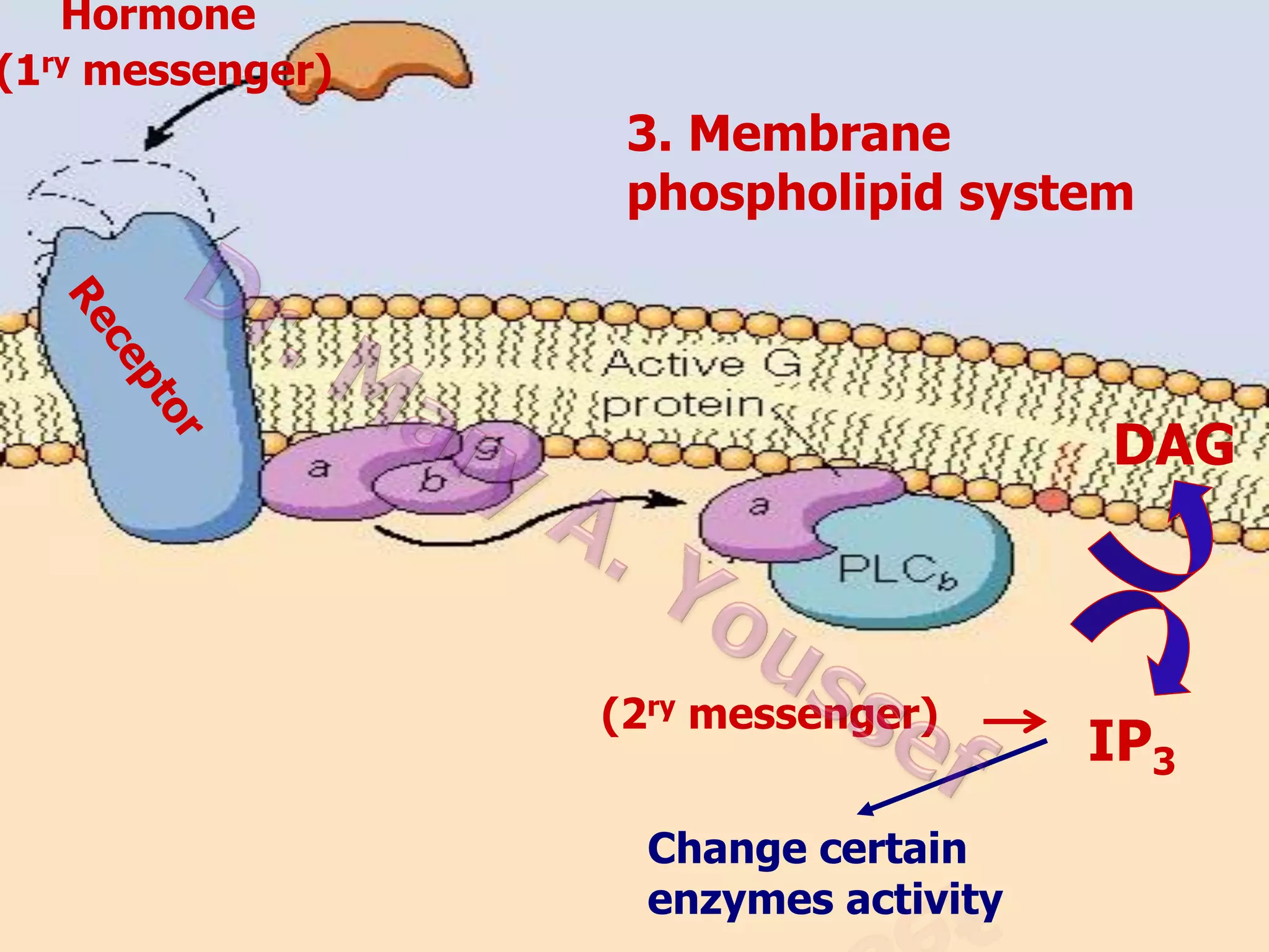 Hormone
(1ry messenger)

3. Membrane
phospholipid system

DAG

(2ry messenger)
Change certain
enzymes activity

IP3

 