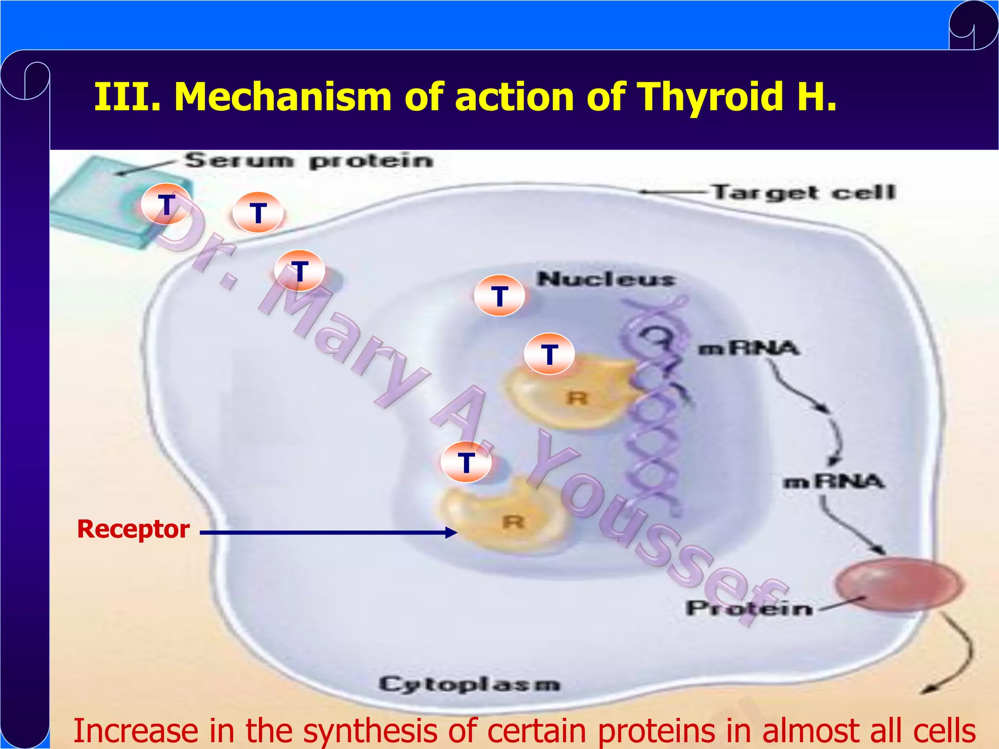 III. Mechanism of action of Thyroid H.
T

T
T

T
T

T
Receptor

Increase in the synthesis of certain proteins in almost all cells

 