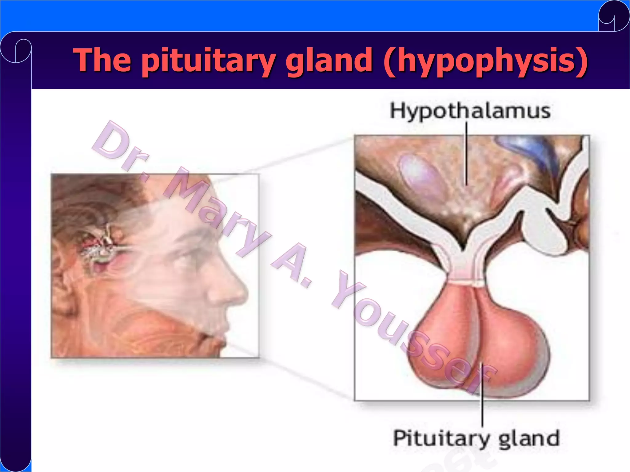 The pituitary gland (hypophysis)

 