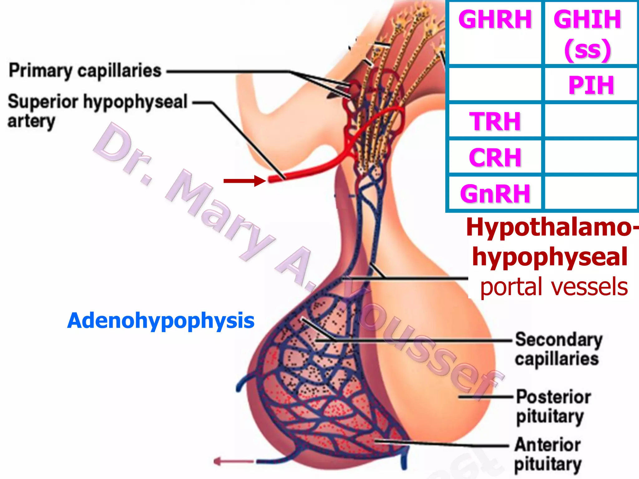 GHRH GHIH
(ss)
PIH
TRH
CRH
GnRH
Hypothalamohypophyseal
portal vessels
Adenohypophysis

 