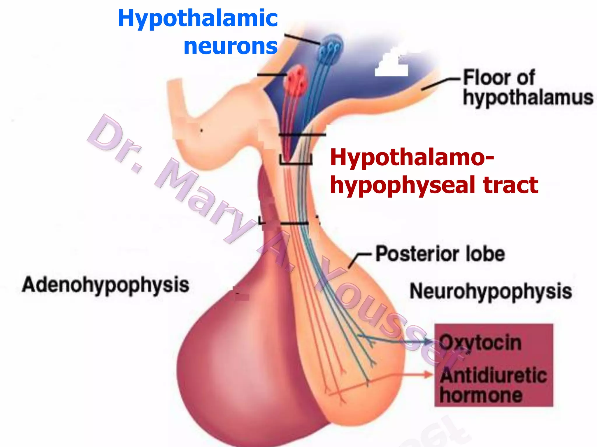 Hypothalamic
neurons

Hypothalamohypophyseal tract

 