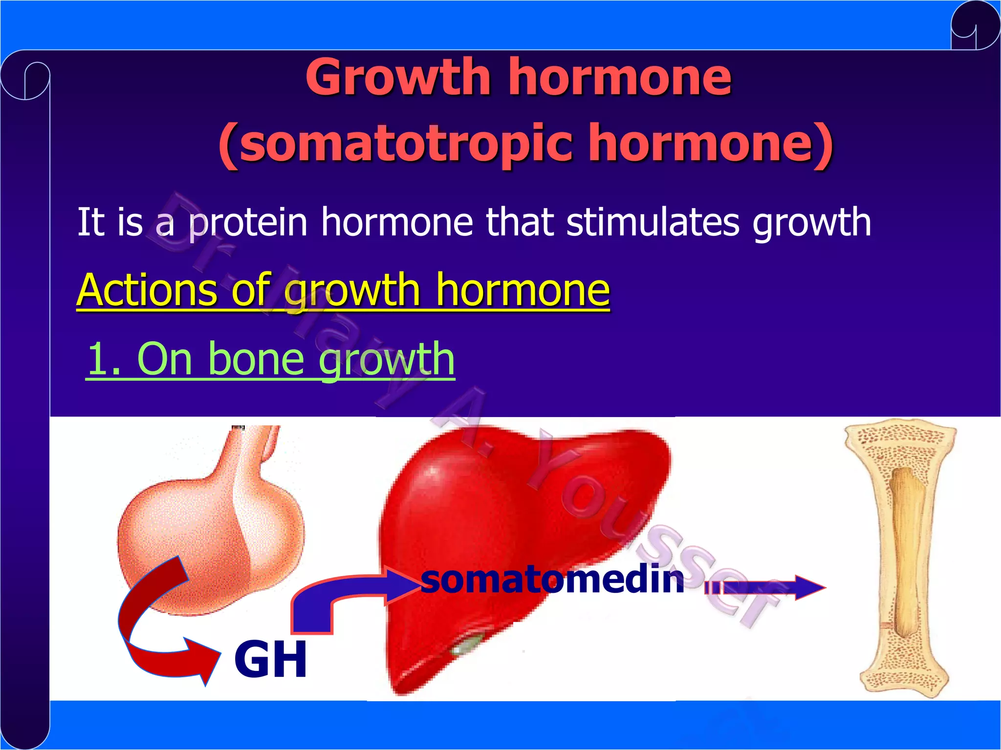 Growth hormone
(somatotropic hormone)
It is a protein hormone that stimulates growth

Actions of growth hormone

1. On bone growth

somatomedin

GH

 