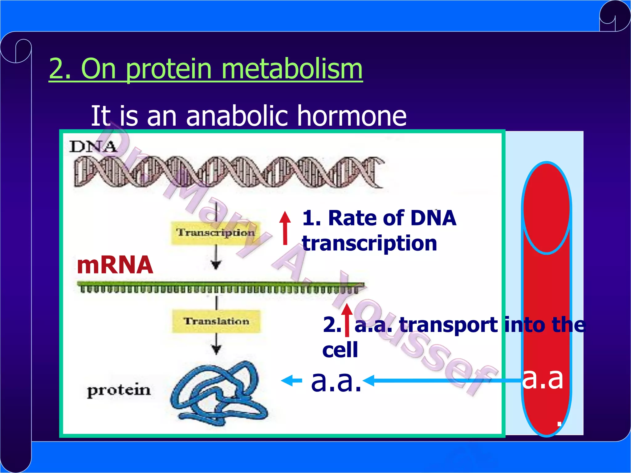 2. On protein metabolism
It is an anabolic hormone

mRNA

1. Rate of DNA
transcription

2. a.a. transport into the
cell

a.a.

a.a
.

 