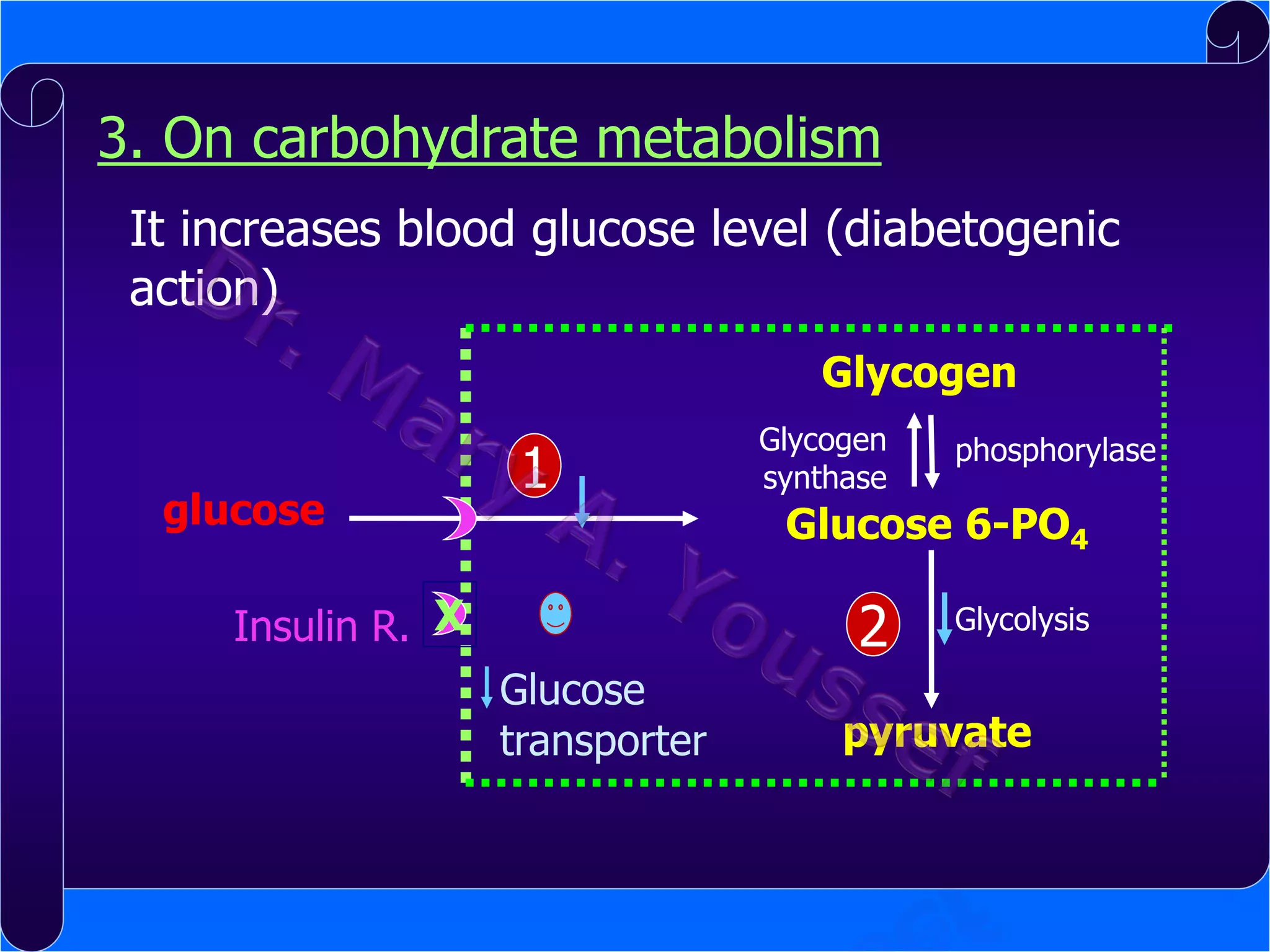 3. On carbohydrate metabolism
It increases blood glucose level (diabetogenic
action)
Glycogen
glucose

1

Insulin R. X

Glycogen
synthase

Glucose 6-PO4

2
Glucose
transporter

phosphorylase

Glycolysis

pyruvate

 