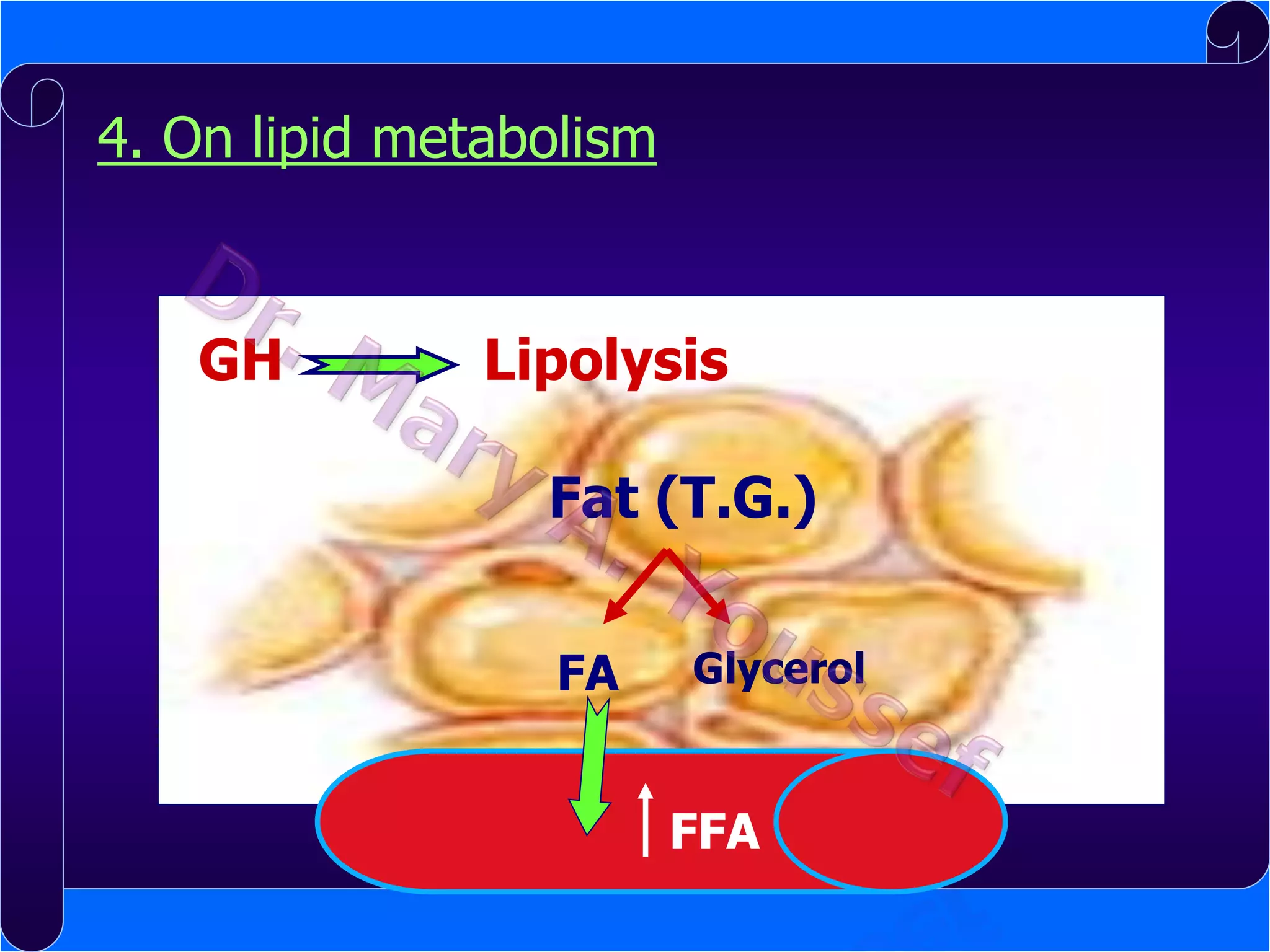 4. On lipid metabolism

GH

Lipolysis
Fat (T.G.)
FA

Glycerol

FFA

 