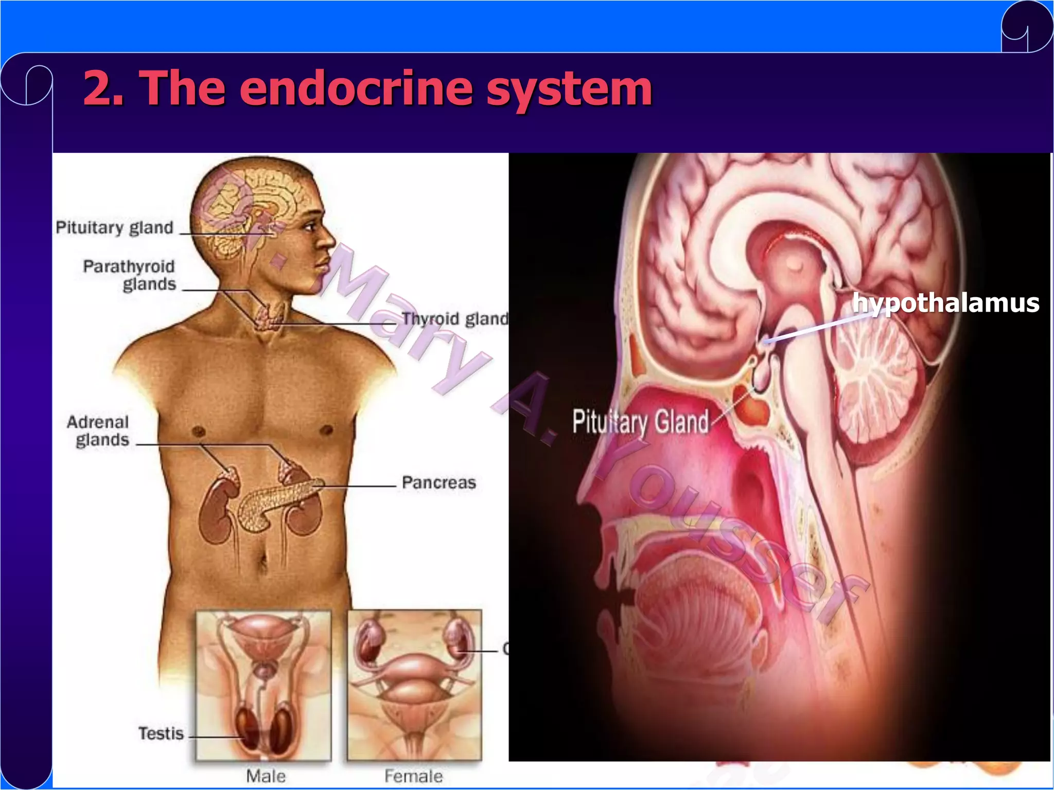 2. The endocrine system

hypothalamus

 