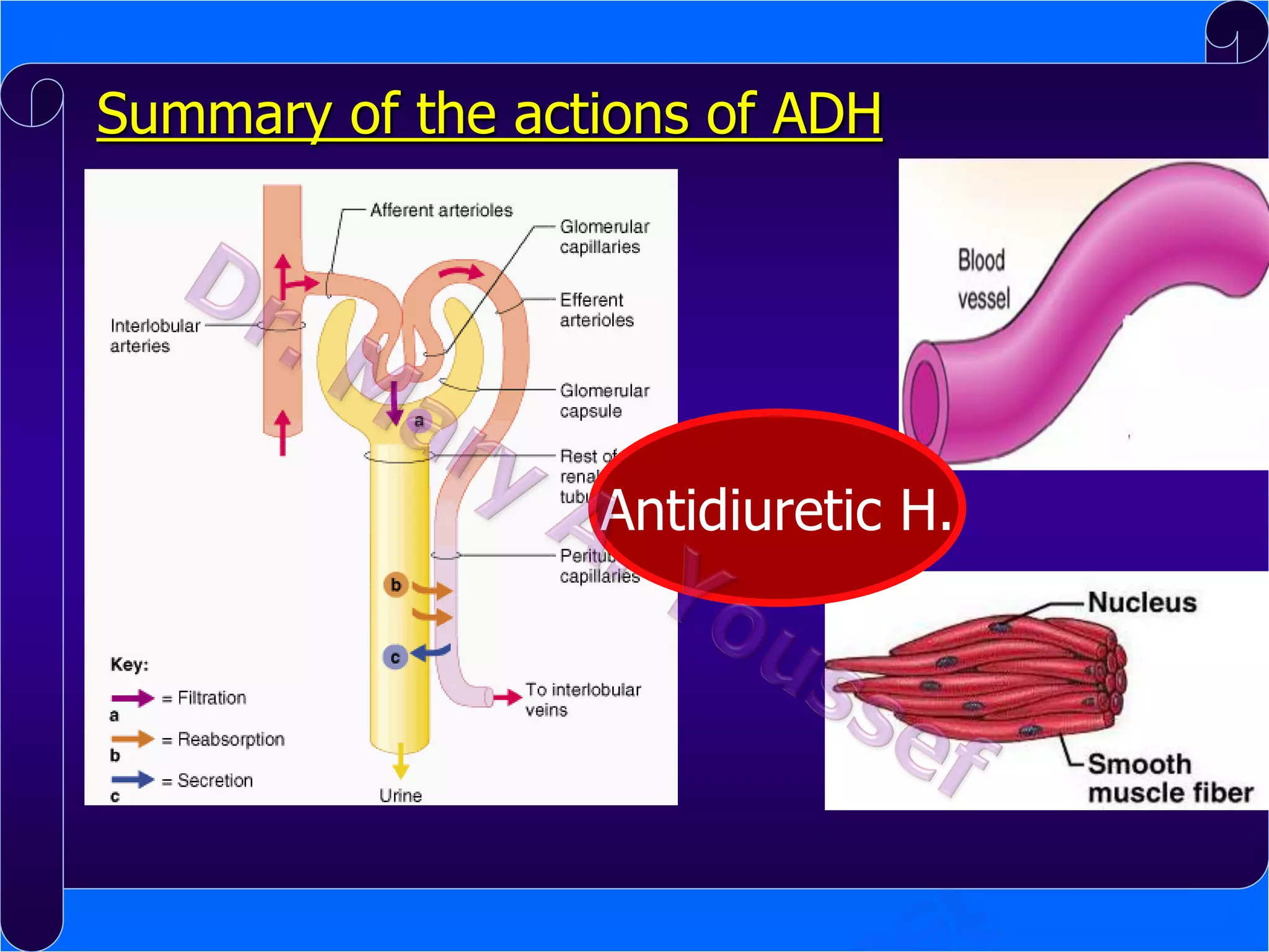 Summary of the actions of ADH

Antidiuretic H.

 