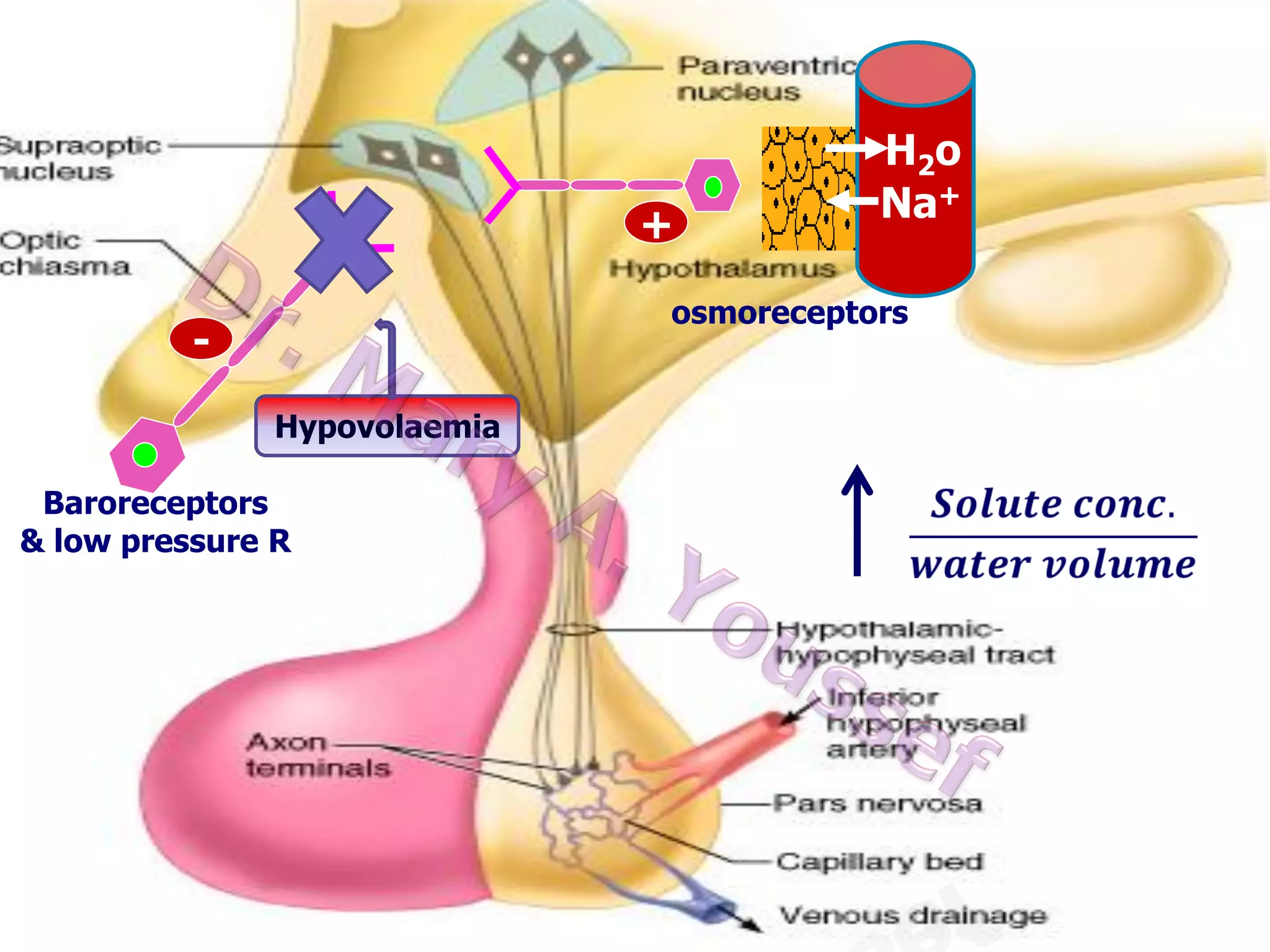 Regulation of ADH secretion
H2 o
+

ADH- secretion is
increased by
Hypovolaemia
 osmotic pressure of ECF
Baroreceptors
& low pressure volume (e.g. Hge)
 blood R
 Stress
 Drugs (e.g. morphine &
nicotine)

Na+

osmoreceptors

 