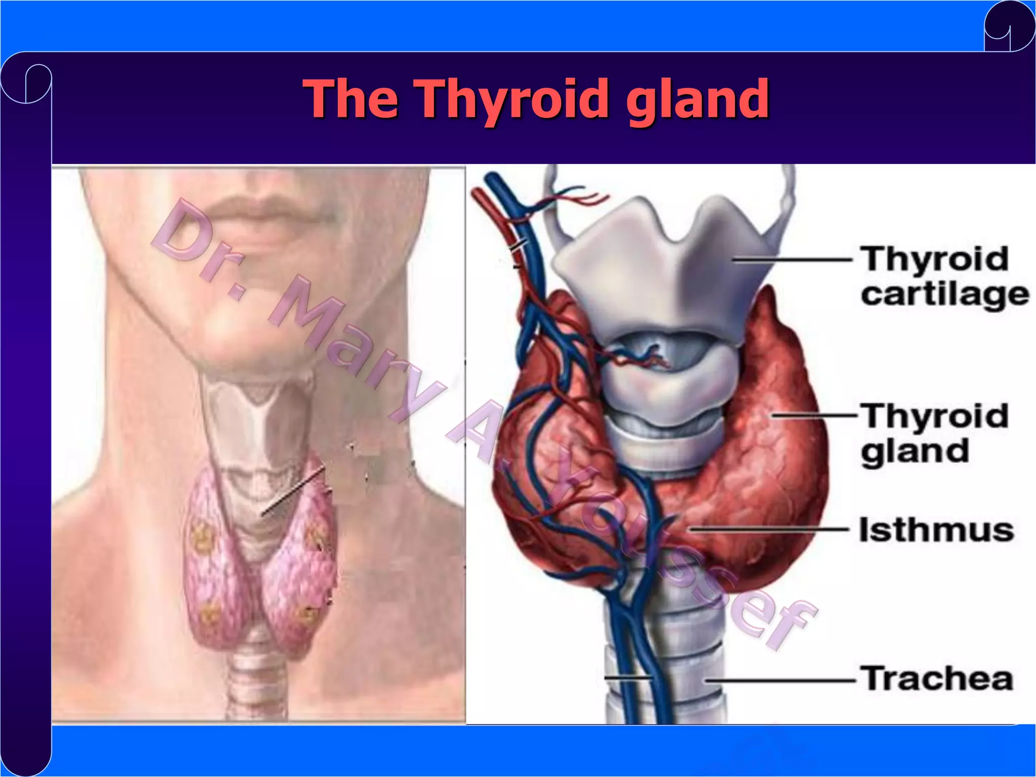 The Thyroid gland

 