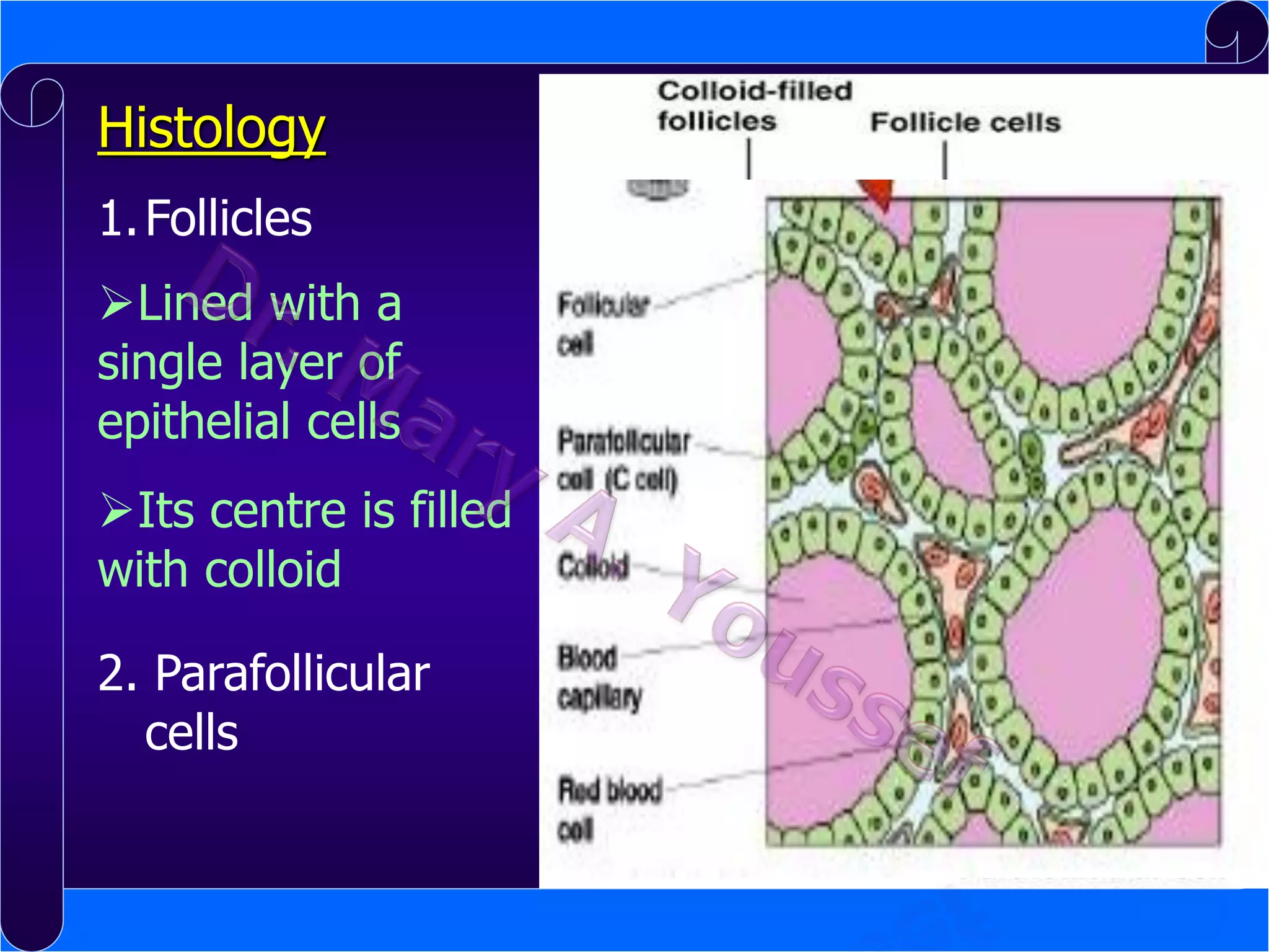 Histology
1. Follicles
Lined with a
single layer of
epithelial cells
Its centre is filled
with colloid
2. Parafollicular
cells

 