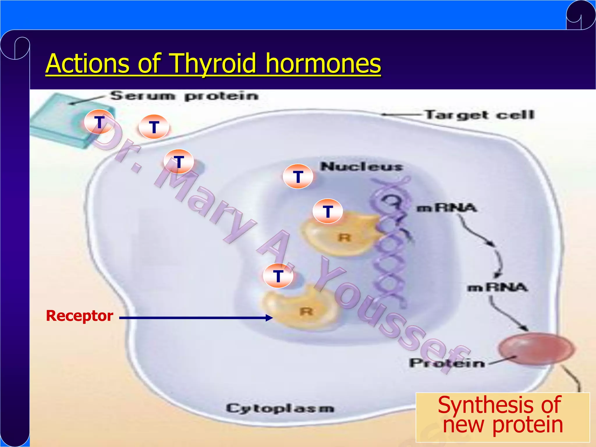Actions of Thyroid hormones
T

T
T

T
T

T
Receptor

Synthesis of
new protein

 