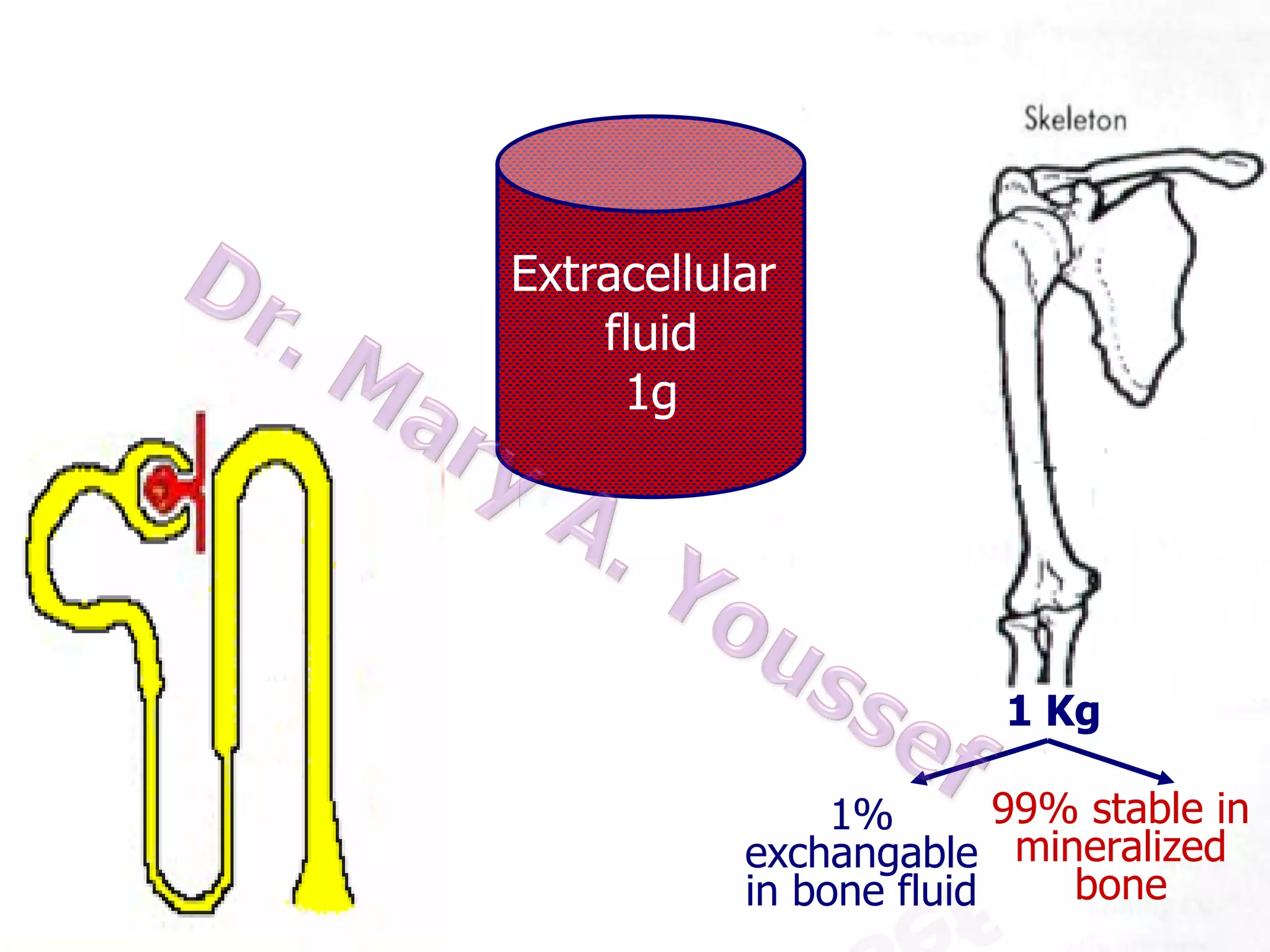 Diet 1g
175 mg

8
Extracellular
fluid
1g
10 g
filtered/day
1 Kg
175 mg

99% stable in
1%
exchangable mineralized
bone
in bone fluid

 
