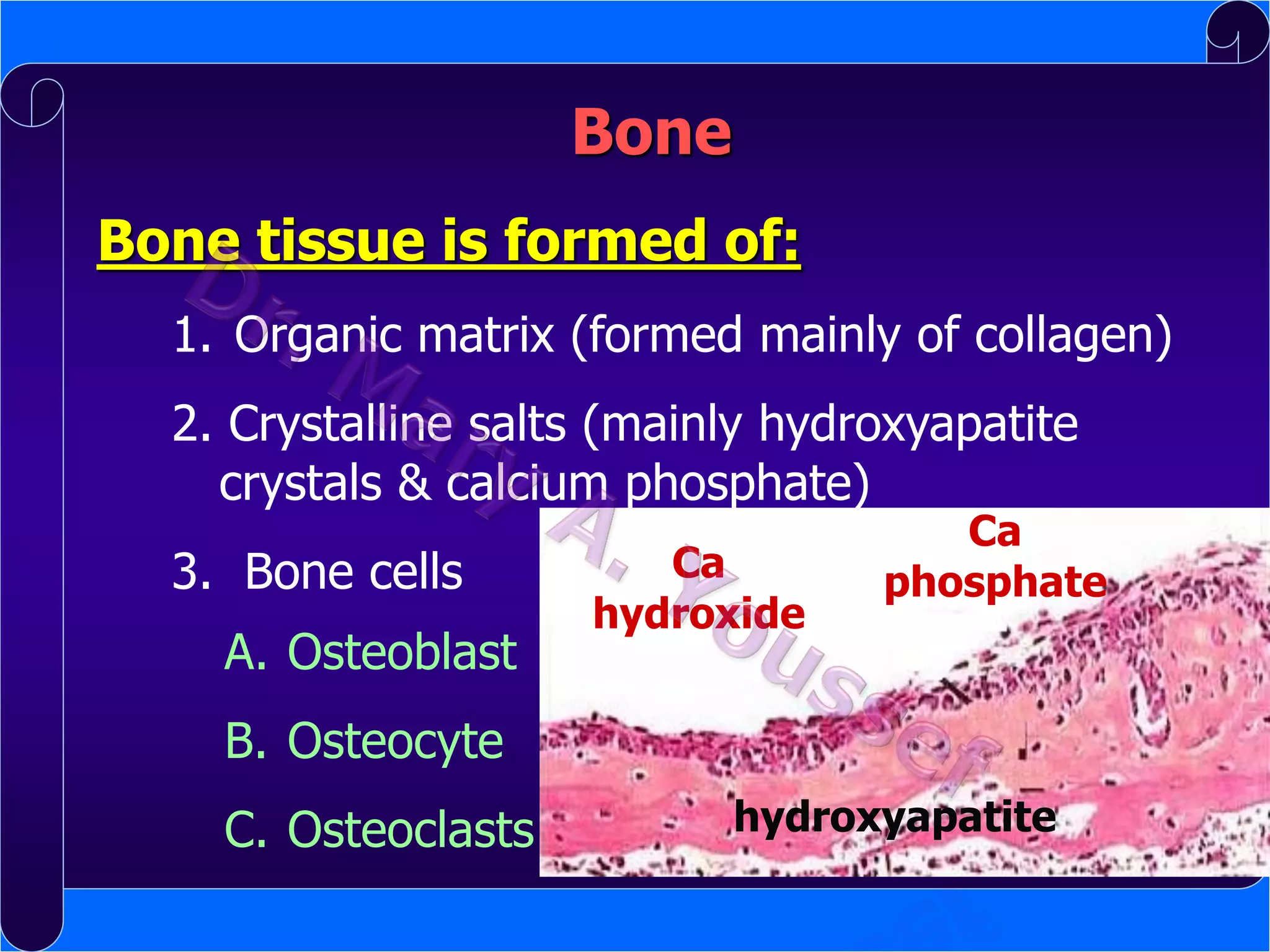 Bone
Bone tissue is formed of:
1. Organic matrix (formed mainly of collagen)
2. Crystalline salts (mainly hydroxyapatite
crystals & calcium phosphate)
3. Bone cells
A. Osteoblast

Ca
hydroxide

Ca
phosphate

B. Osteocyte

C. Osteoclasts

hydroxyapatite

 