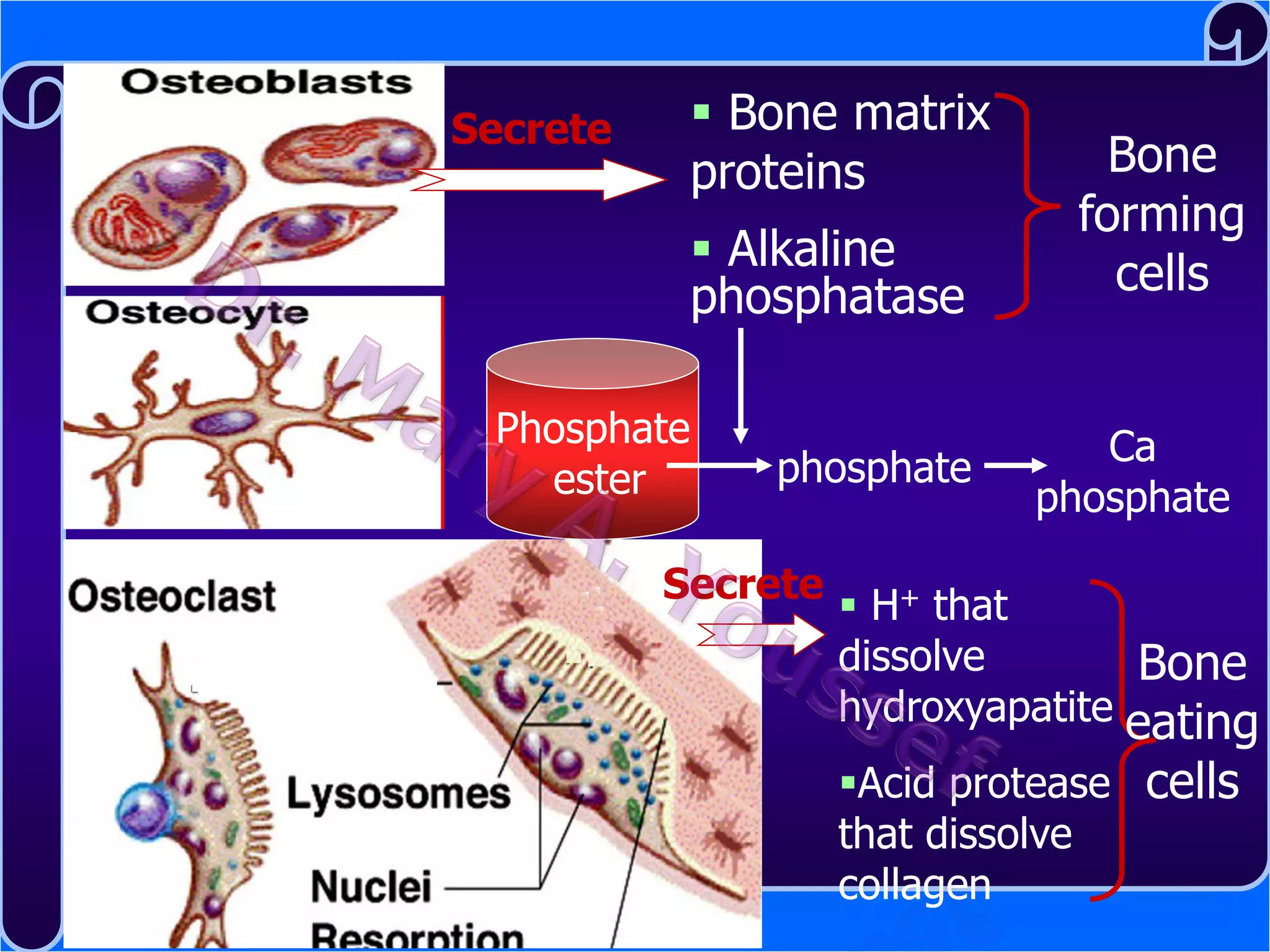 Secrete

 Bone matrix
proteins
 Alkaline
phosphatase

Phosphate
ester

phosphate

Secrete

Bone
forming
cells
Ca
phosphate

 H+ that
dissolve
Bone
hydroxyapatite eating
Acid protease cells
that dissolve
collagen

 