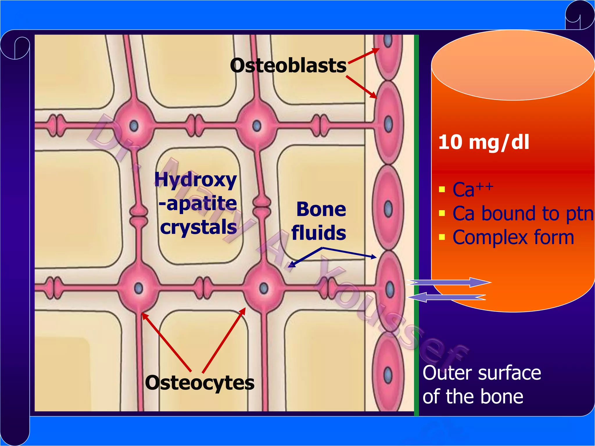Osteoblasts

10 mg/dl
Hydroxy
-apatite
crystals

Osteocytes

Bone
fluids

 Ca++
 Ca bound to ptn
 Complex form

Outer surface
of the bone

 