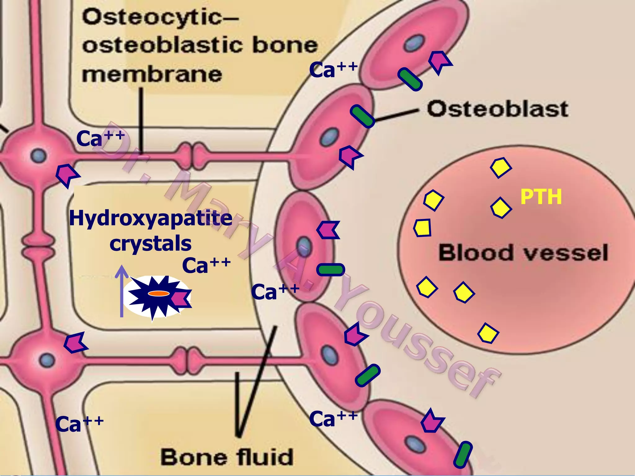 Hormonal control of plasma Ca level
Ca++
3 hormones play a role in the control of plasma Ca
Ca++
level

1. Parathormone hormone (PTH)
Source: Parathyroid gland
Hydroxyapatite
Actions:
crystals
Ca++

1. On bones

A.Rapid phase
2. On kidney
B.Slow Phase
3. On GIT
Ca++

Ca++

Ca++

PTH

 