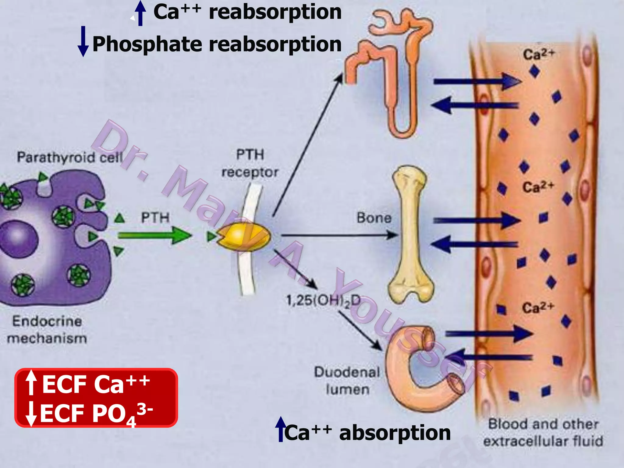 Ca++ reabsorption
Phosphate reabsorption

ECF Ca++
ECF PO43-

Ca++ absorption

 