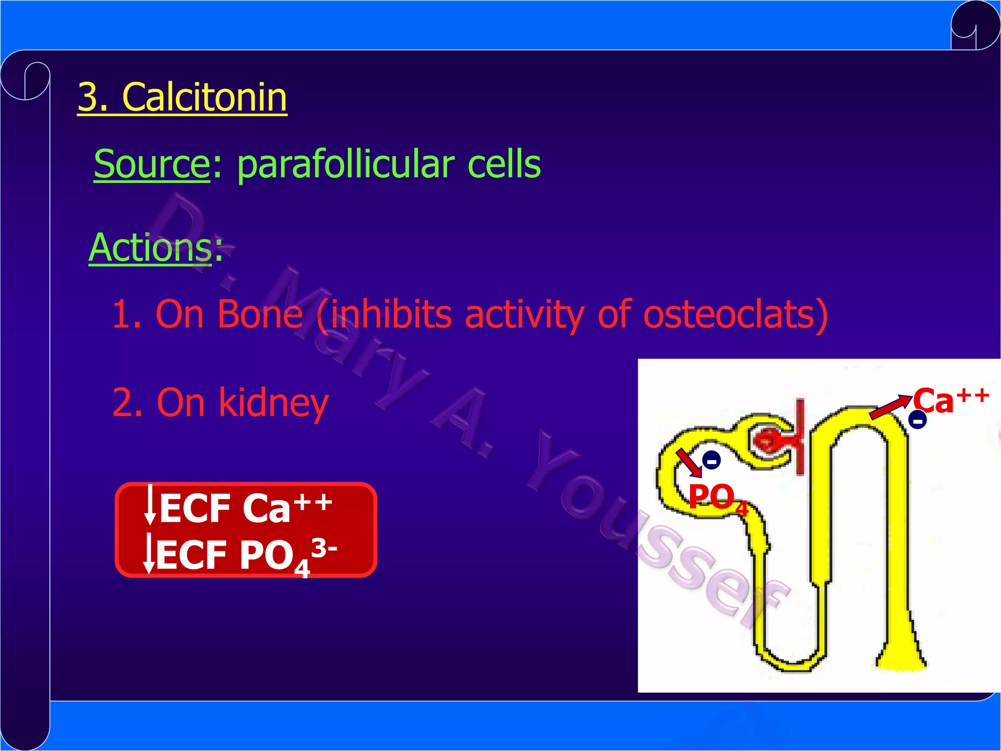 3. Calcitonin
Source: parafollicular cells
Actions:
1. On Bone (inhibits activity of osteoclats)
2. On kidney

Ca++

-

ECF Ca++
ECF PO43-

PO4

 