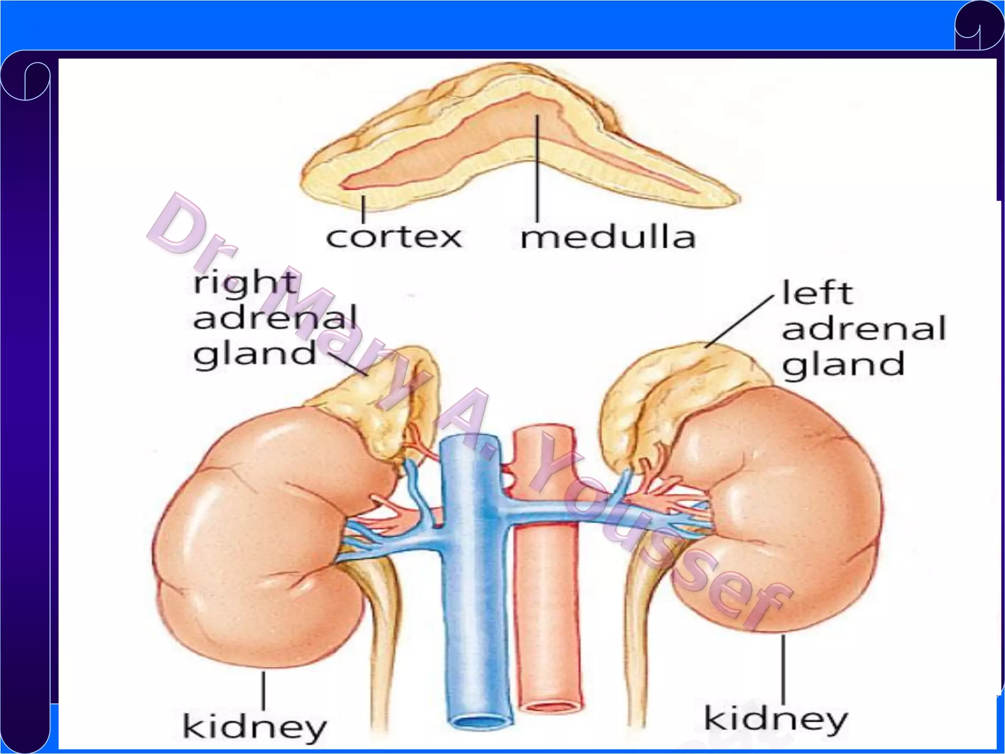 The adrenal glands
Each adrenal gland consists of two
endocrine organs
1. Adrenal cortex
Secretes steroid hormones

2. Adrenal medulla
Secretes catecholamines

cortex

 