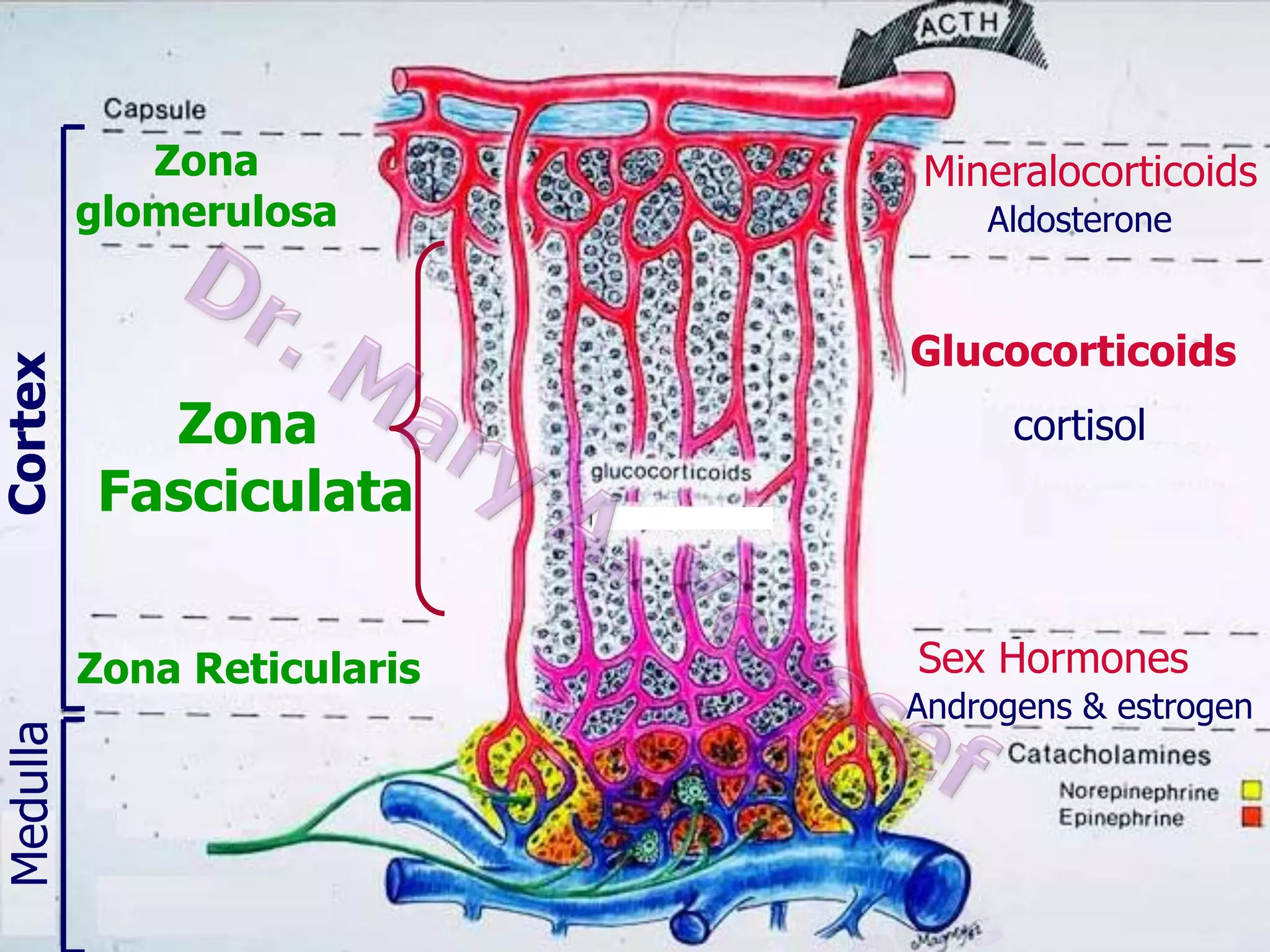 Cortex

Medulla

Zona
glomerulosa

Mineralocorticoids
Aldosterone

Glucocorticoids

Zona
Fasciculata
Zona Reticularis

cortisol

Sex Hormones
Androgens & estrogen

 