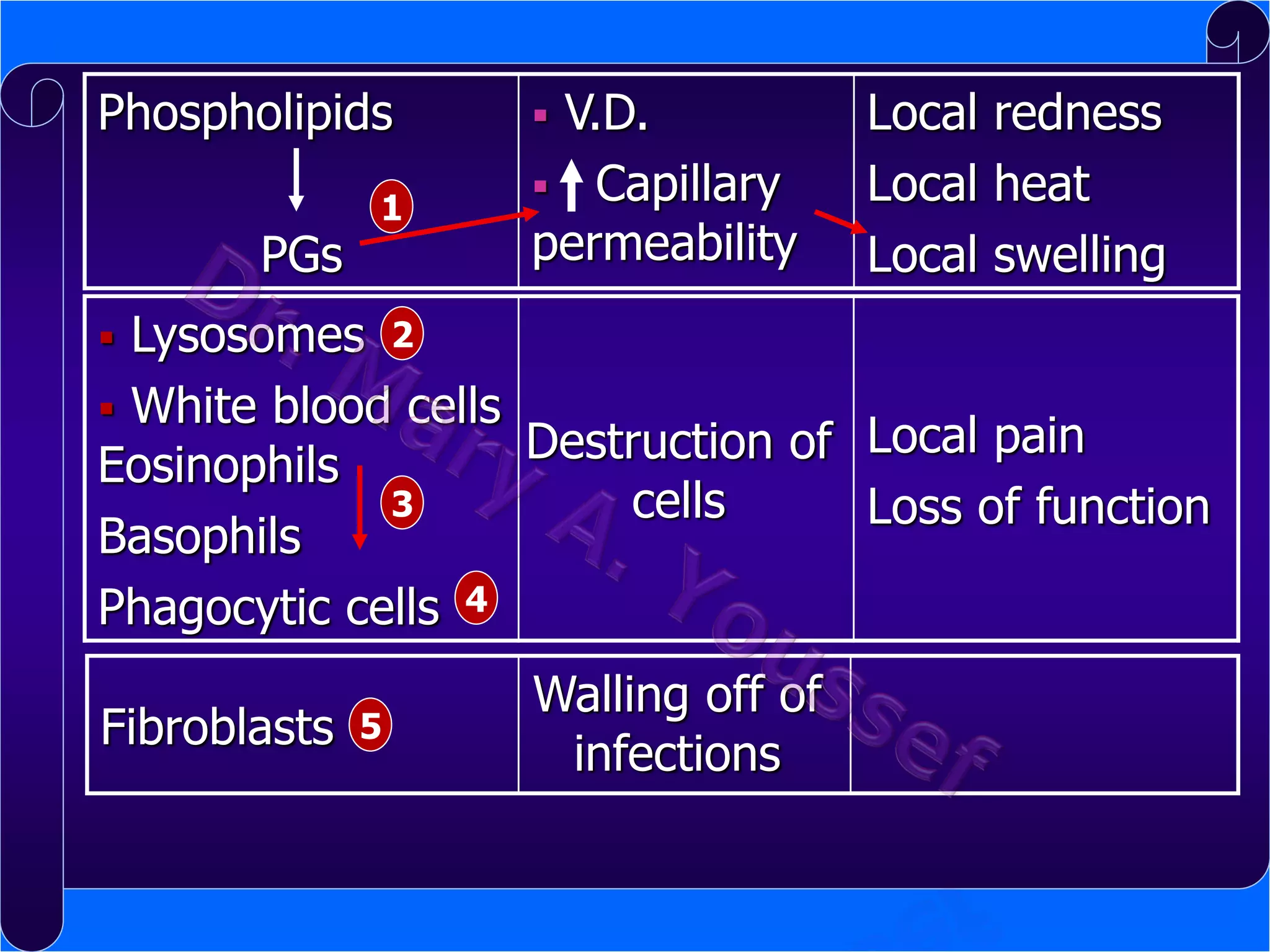 Phospholipids

PGs

1

V.D.
 Capillary
permeability


Local redness
Local heat
Local swelling

Lysosomes 2
 White blood cells
Destruction of Local pain
Eosinophils
3
cells
Loss of function
Basophils
Phagocytic cells 4


Fibroblasts

5

Walling off of
infections

 