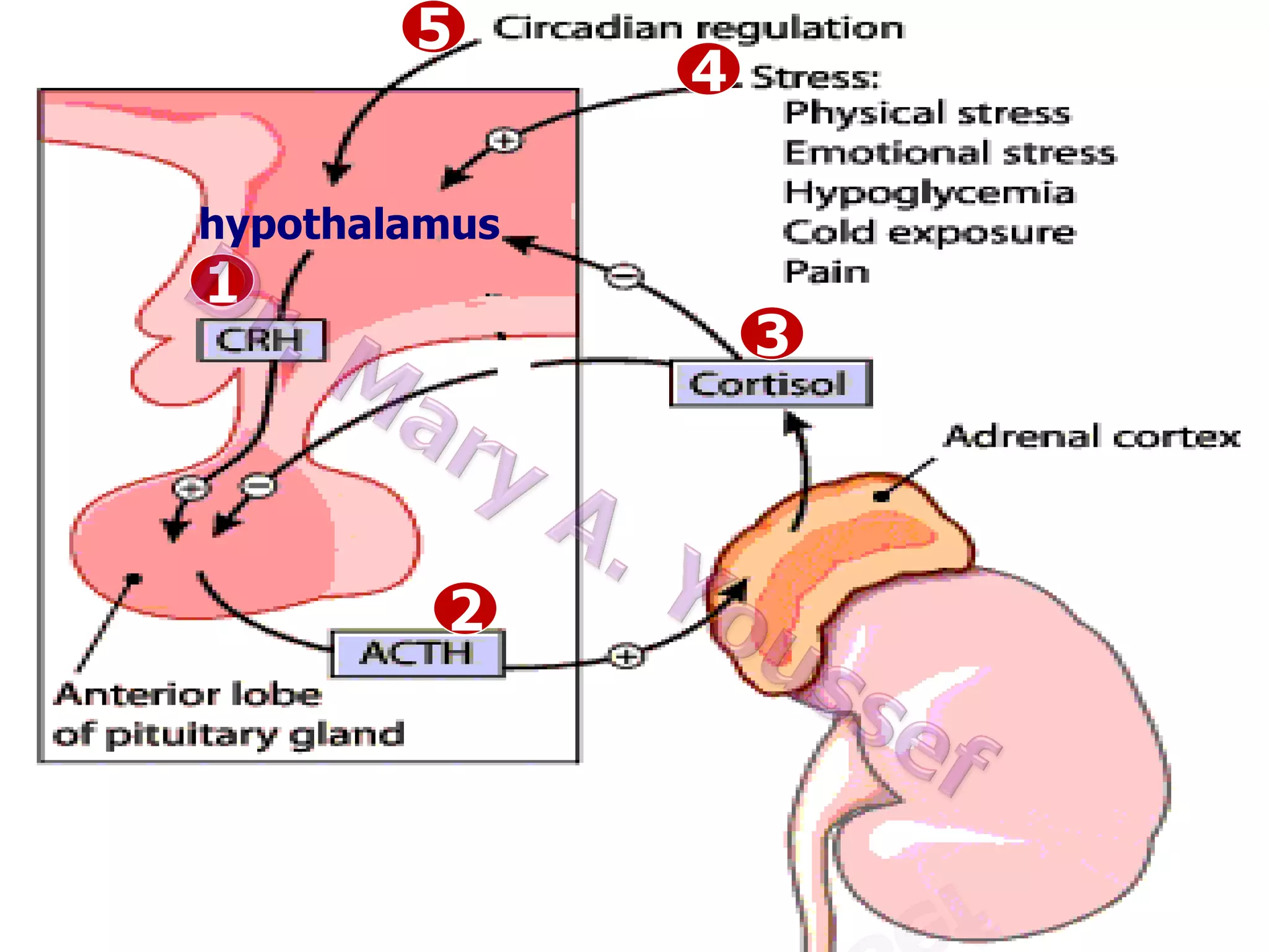 5

4

Control of glucocorticoid secretion
hypothalamus

1

3

2

 