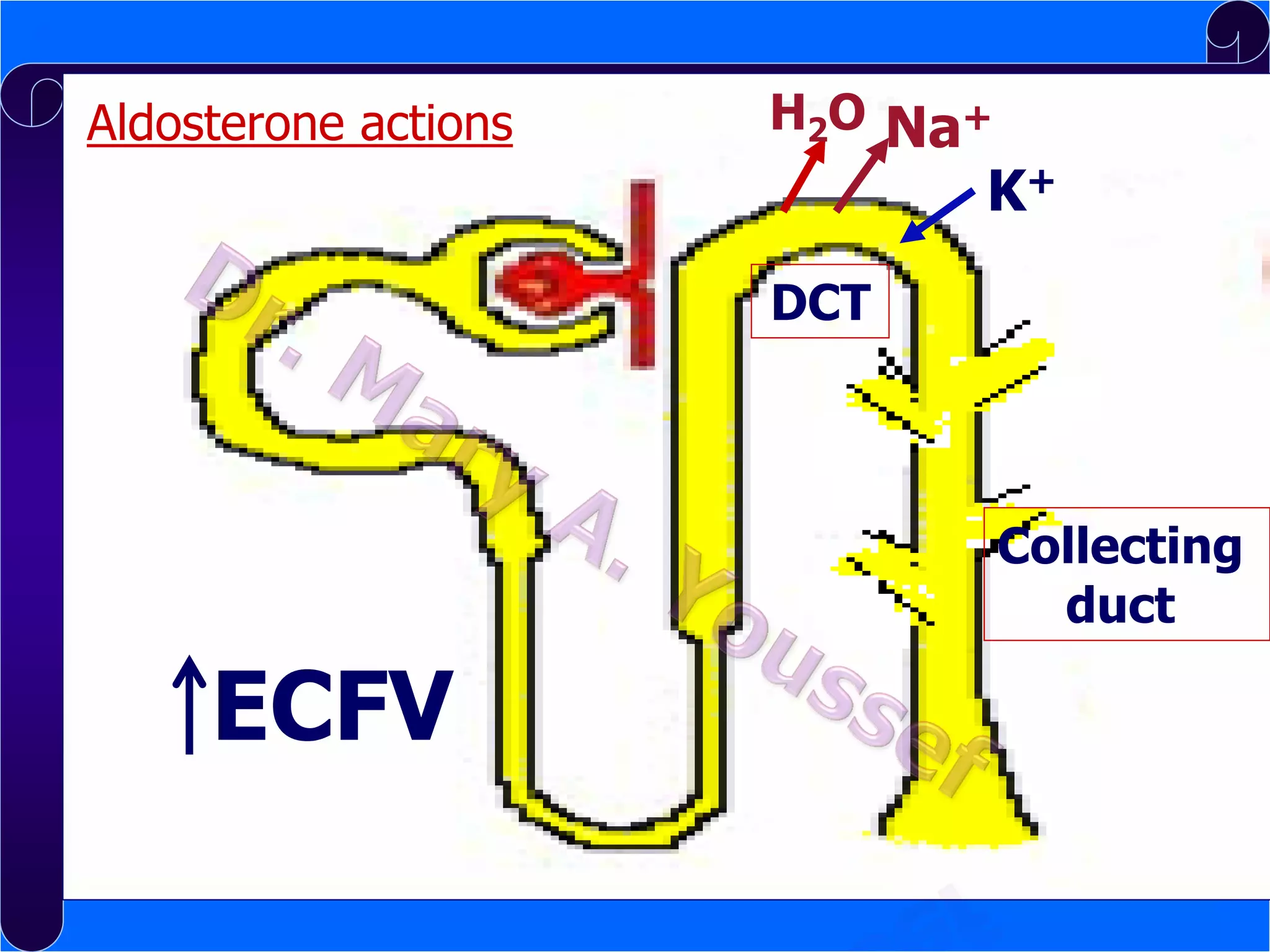 H2O Na+
Aldosterone actions
B. Mineralocorticoids

K+

Actions:
DCT

Collecting
duct

ECFV

 