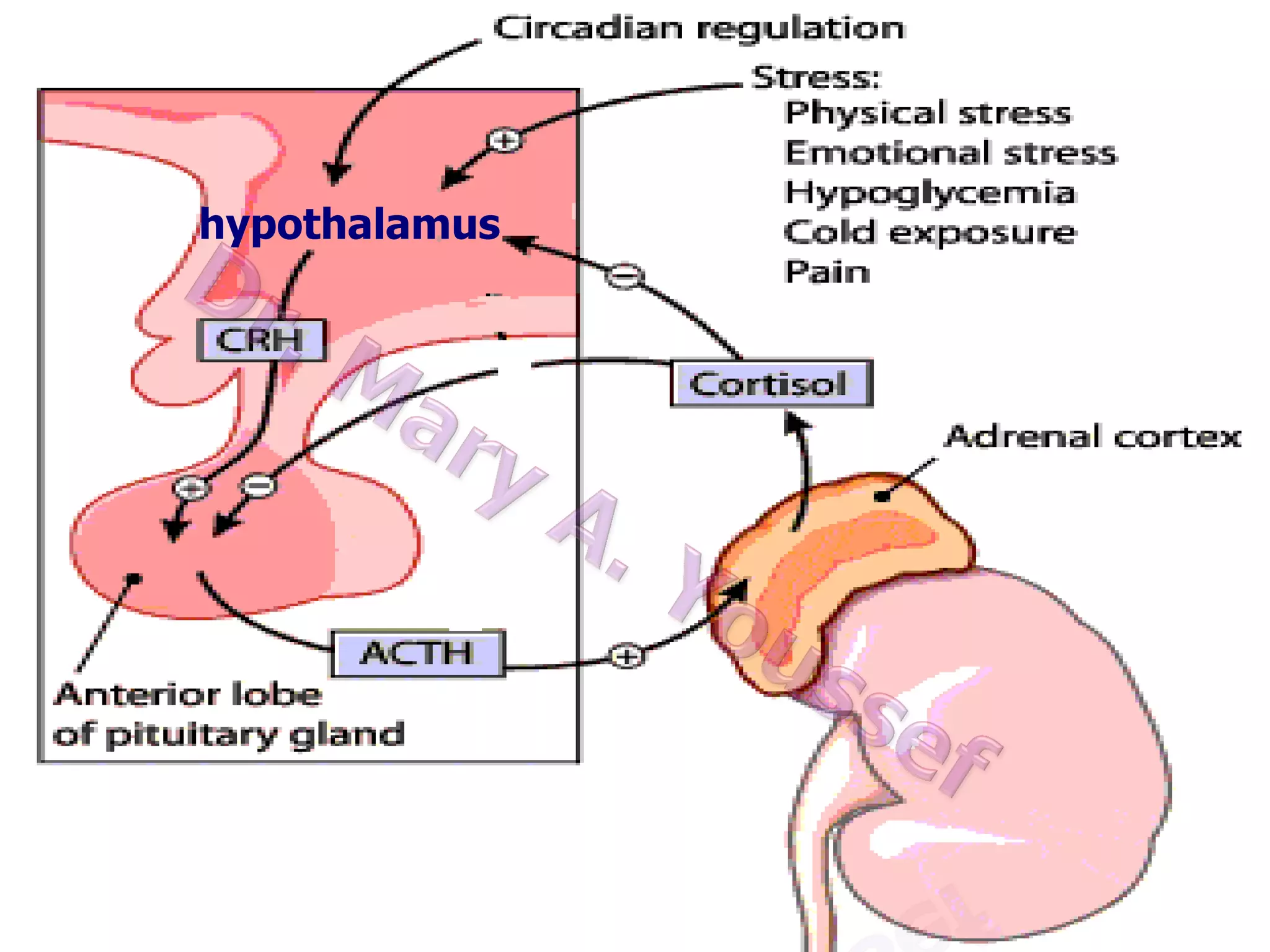 Control of glucocorticoid secretion
hypothalamus

 