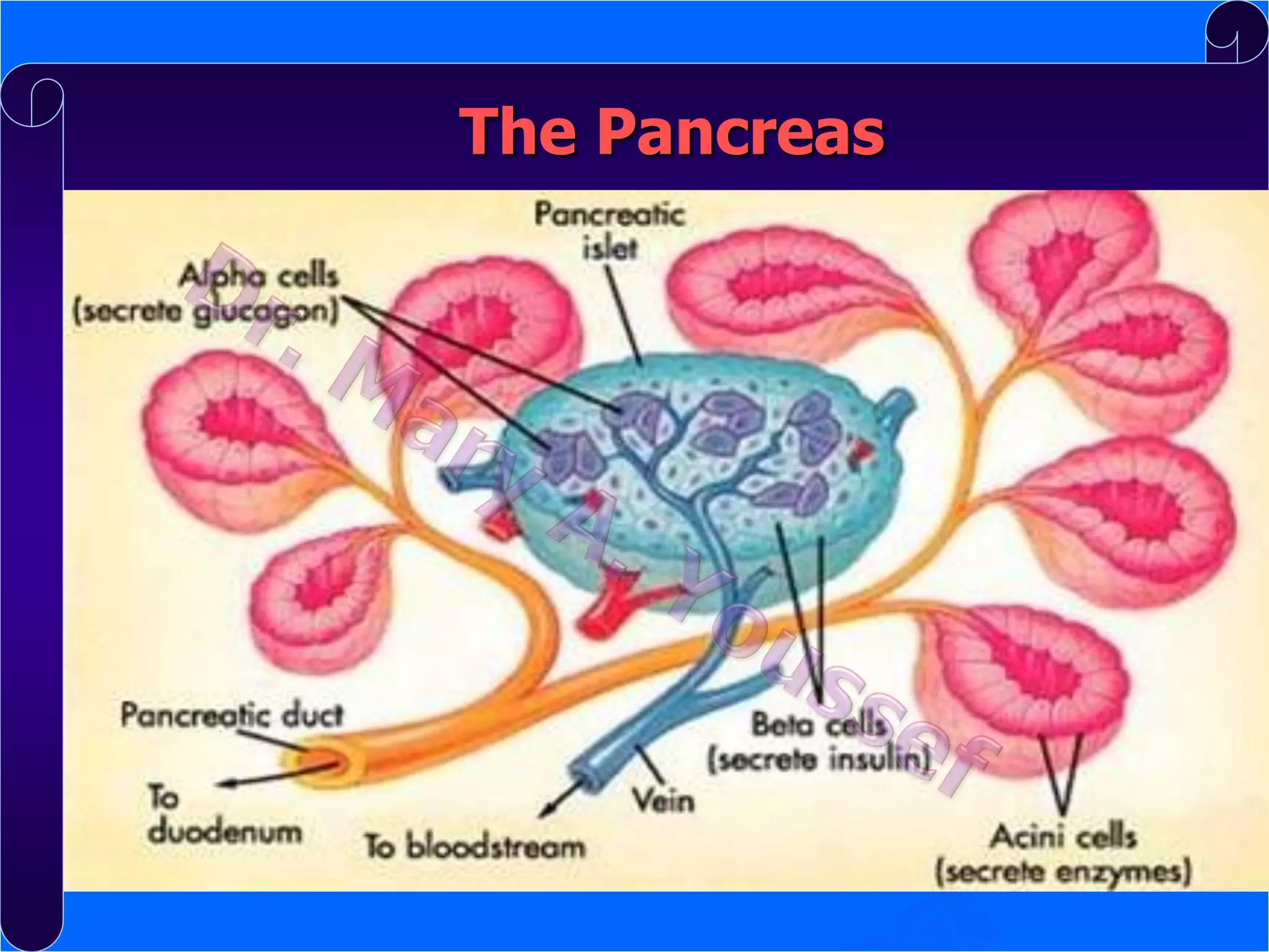 1
The Pancreas

 