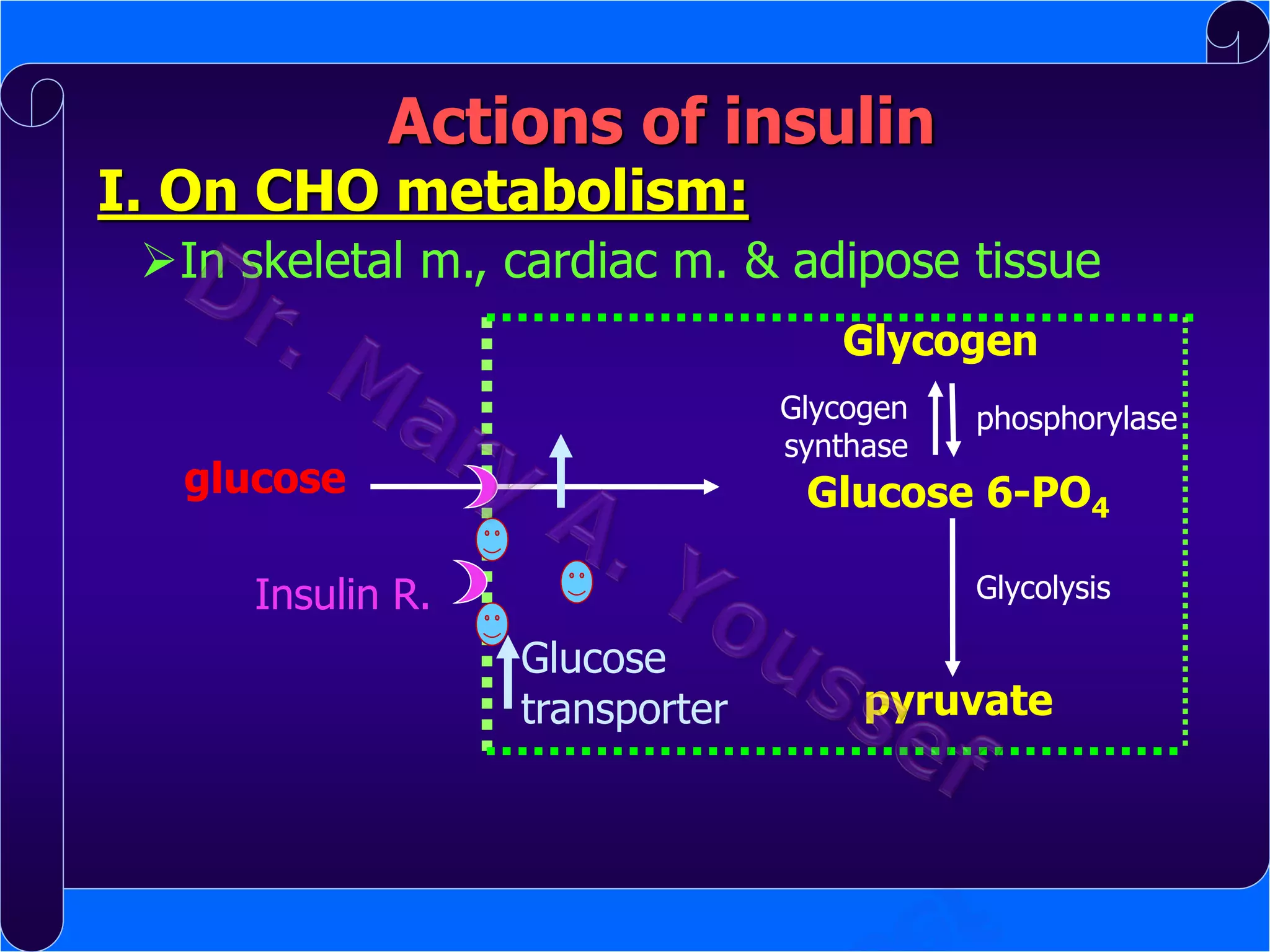 Actions of insulin

I. On CHO metabolism:

In skeletal m., cardiac m. & adipose tissue
Glycogen
Glycogen
synthase

glucose

phosphorylase

Glucose 6-PO4
Glycolysis

Insulin R.
Glucose
transporter

pyruvate

 