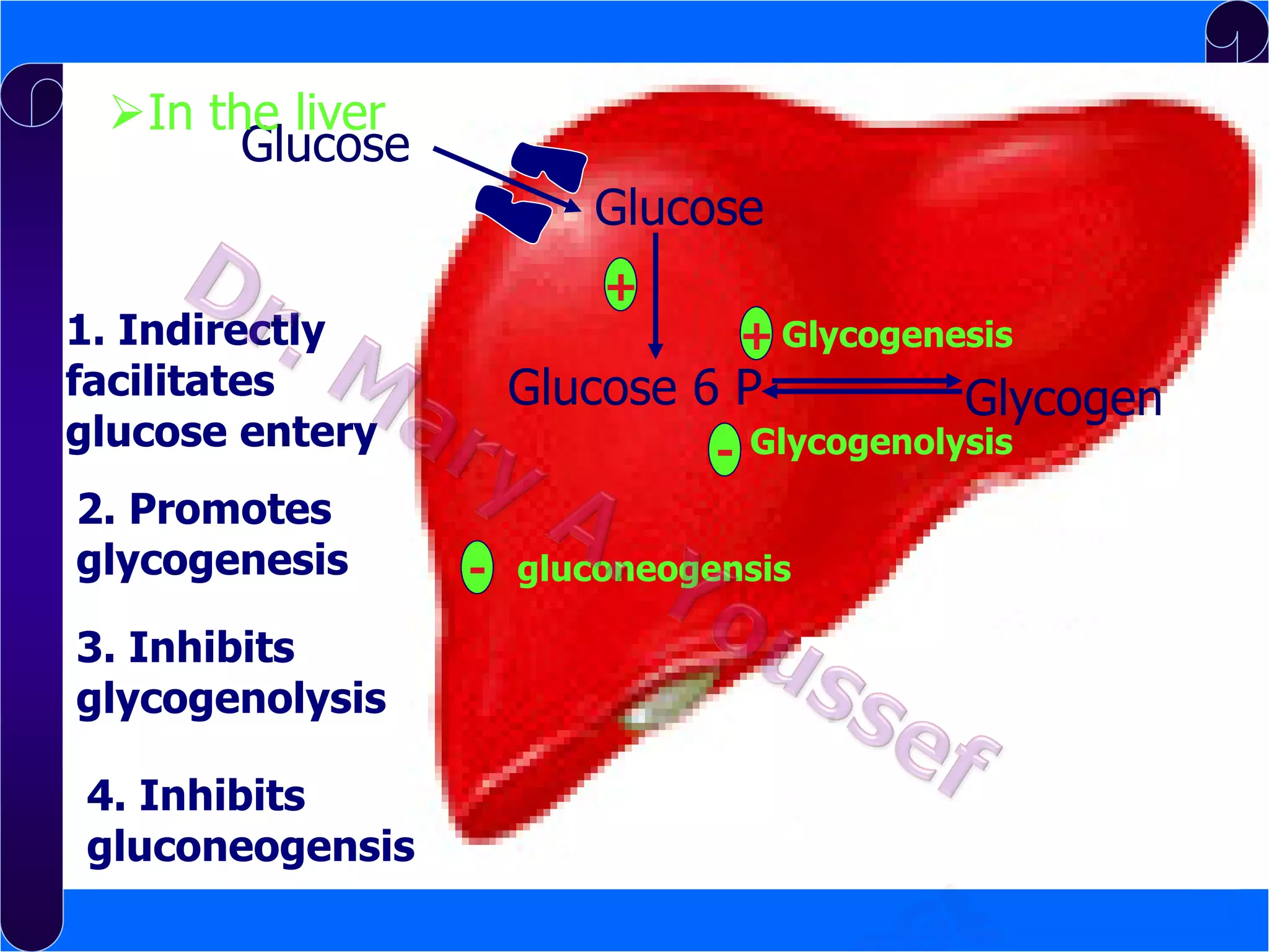 In the liver
Glucose
Glucose
1. Indirectly
facilitates
glucose entery
2. Promotes
glycogenesis
3. Inhibits
glycogenolysis

4. Inhibits
gluconeogensis

+

+ Glycogenesis

Glucose 6 P

Glycogen

- Glycogenolysis
- gluconeogensis

 