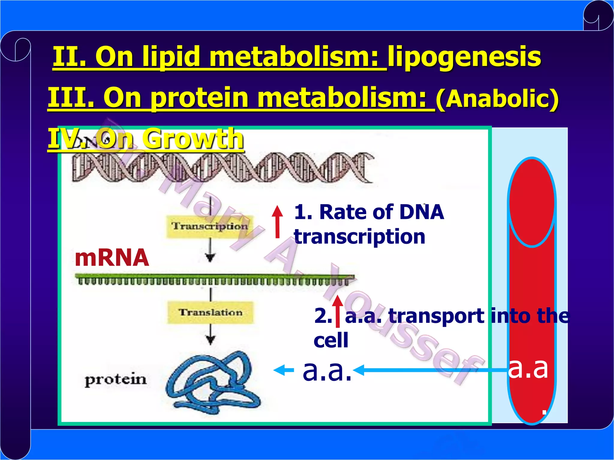 II. On lipid metabolism: lipogenesis
III. On protein metabolism: (Anabolic)
IV. On Growth

mRNA

1. Rate of DNA
transcription

2. a.a. transport into the
cell

a.a.

a.a
.

 