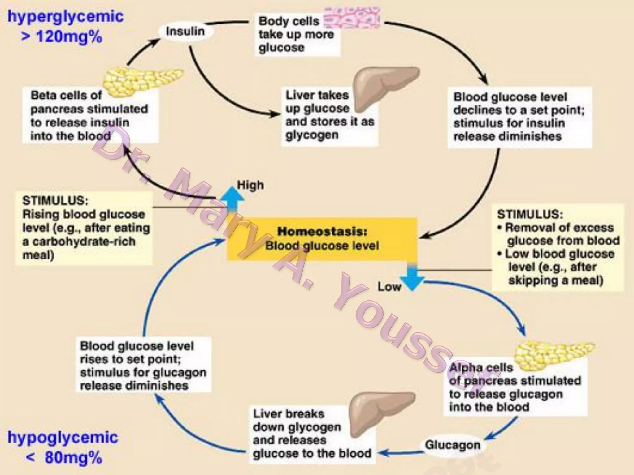 Mechanisms controlling blood
glucose concentration
1. Glucostatic function of the liver
 Glycogenesis (after meals)
 Glycogenolysis (between meals)
 Gluconeogenesis (during fasting)

2. Hormonal Mechanism
Both insulin & glucagon function as important
feedback control systems to maintain a normal
blood glucose level

 