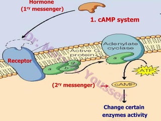 Hormone
(1ry messenger)

1. cAMP system

Receptor

(2ry messenger)

Change certain
enzymes activity

 