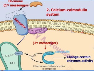 Hormone
(1ry messenger)

2. Calcium-calmodulin
system

(2ry messenger)
calmodulin

Change certain
enzymes activity

 