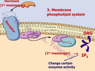 Hormone
(1ry messenger)

3. Membrane
phospholipid system

DAG

(2ry messenger)
Change certain
enzymes activity

IP3

 