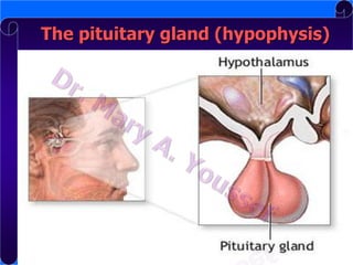 The pituitary gland (hypophysis)

 