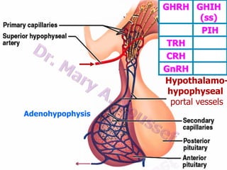 GHRH GHIH
(ss)
PIH
TRH
CRH
GnRH
Hypothalamohypophyseal
portal vessels
Adenohypophysis

 