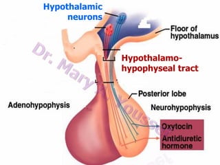 Hypothalamic
neurons

Hypothalamohypophyseal tract

 