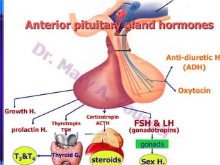 Hypothalamus

Anterior pituitary gland hormones
Anterior pituitary gland hormones
 The anterior pituitary produces & secretes
its own hormones

Anti-diuretic H
 Its Hormones are given the extension; (ADH)

tropic, tropin or trophic

posterior
Anterior
pituitary
 It is the master pituitary
for the majority of the

Oxytocin

endocrine glands

Growth H.

prolactin H.

Thyrotropin
TSH

Corticotropin
ACTH

FSH & LH

(gonadotropins)

gonads
T3&T4

Thyroid G.

steroids

Sex H.

 
